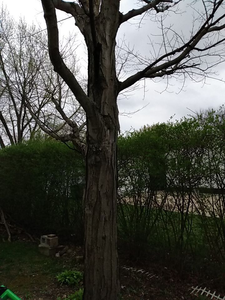 Tree Removal using Tree Removal by Mike Jones & Sons Tree Service LLC 