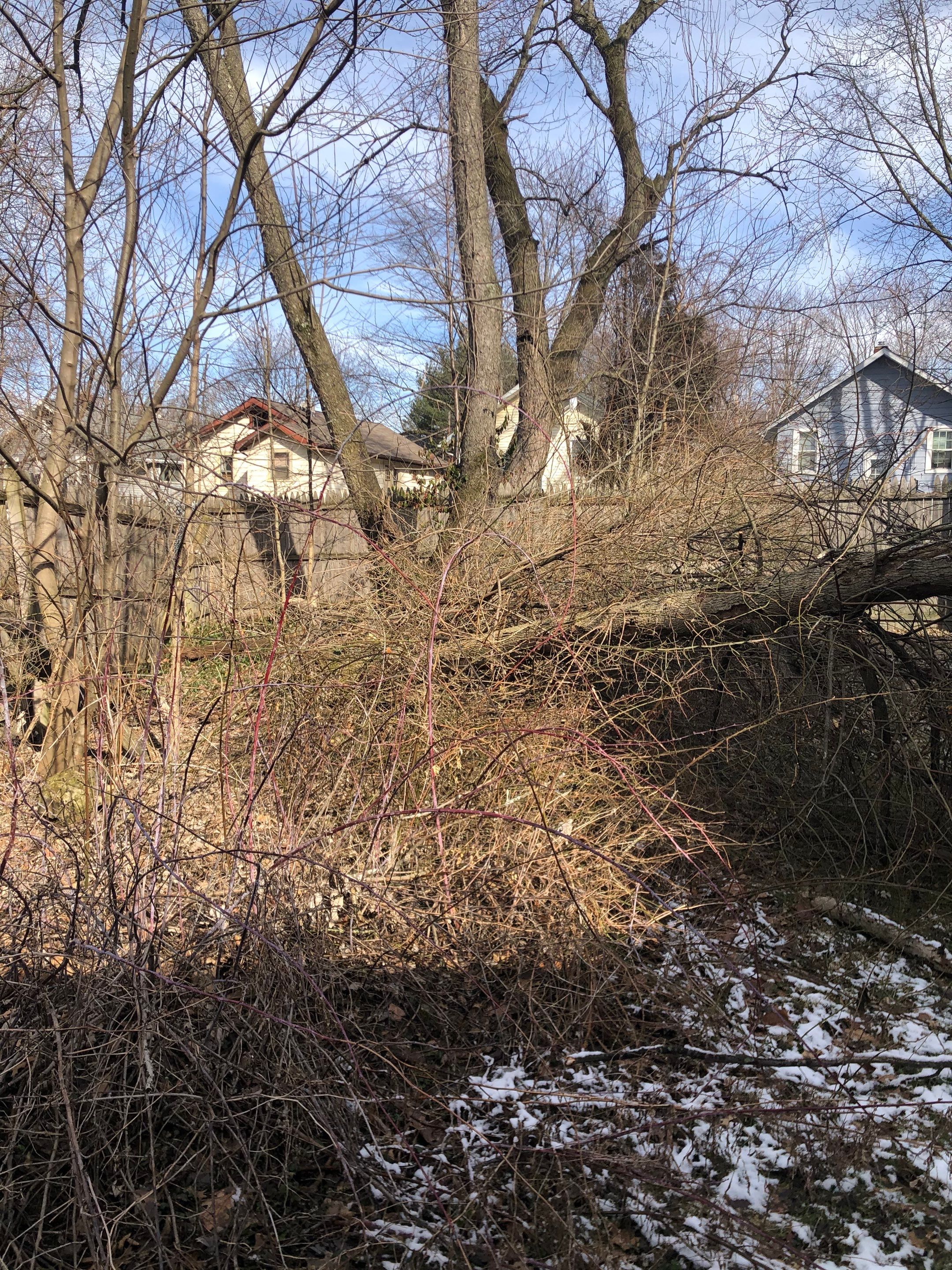 Tree Removal using Tree Removal by Mike Jones & Sons Tree Service LLC 