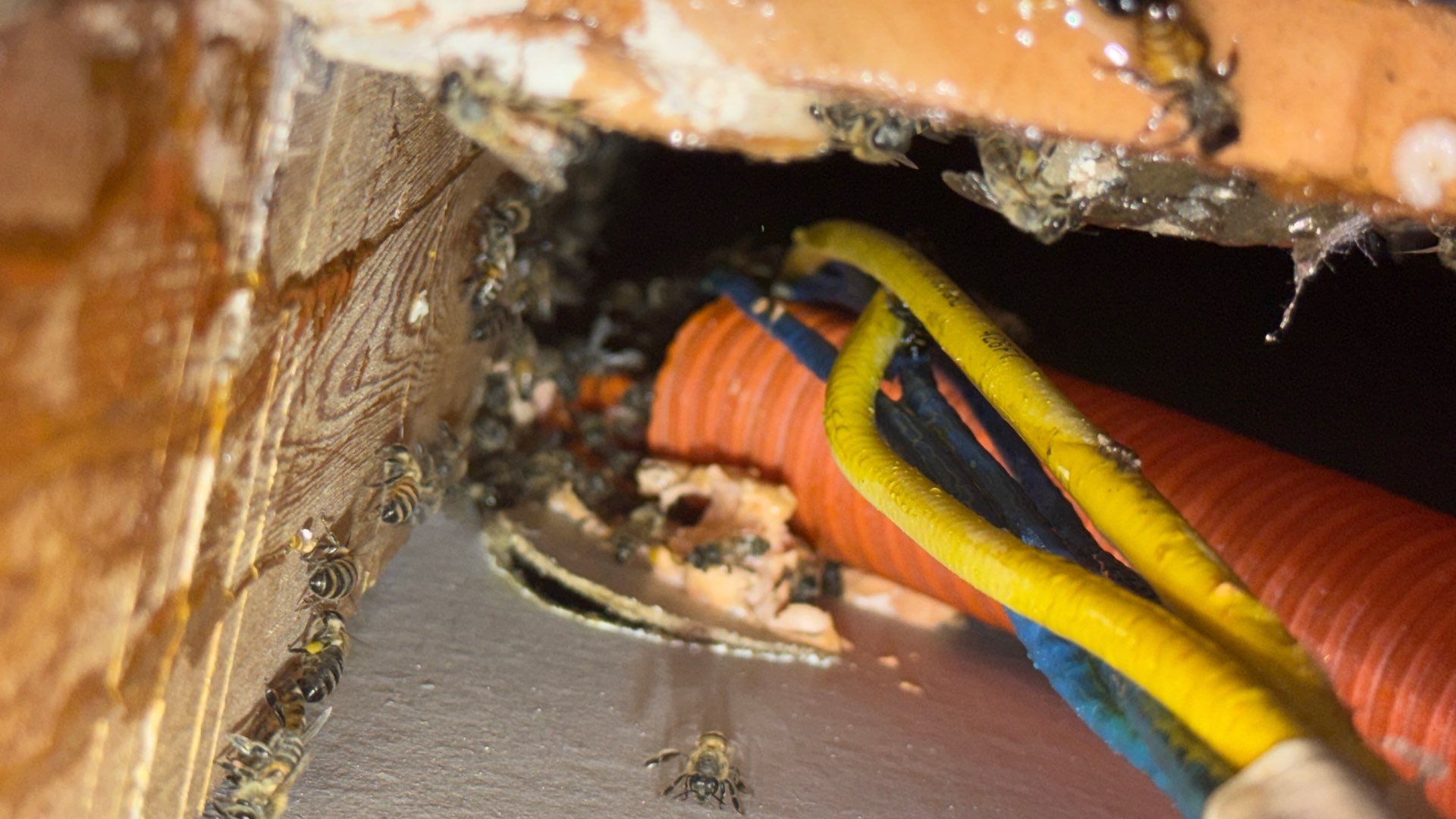 Bees a’Prosper by Rockwall Honey Bee Company