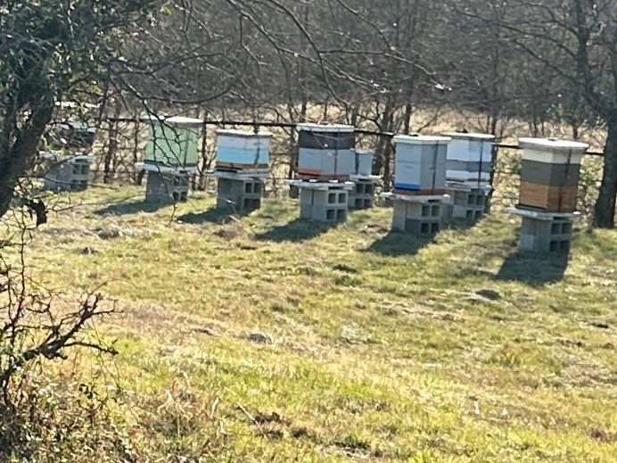 Bees for Ag. Exemption in Heath by Rockwall Honey Bee Company