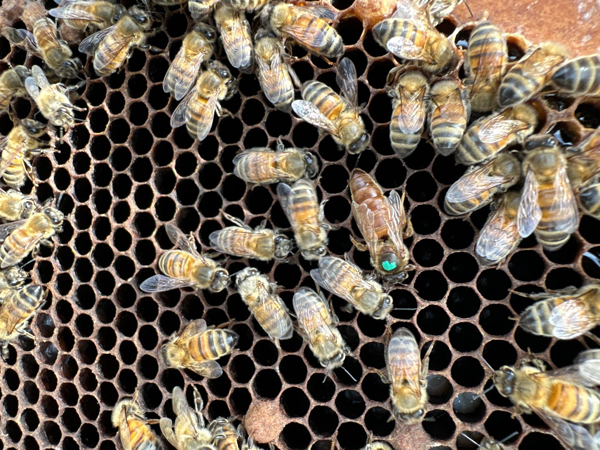 Bees by the Lot by Rockwall Honey Bee Company