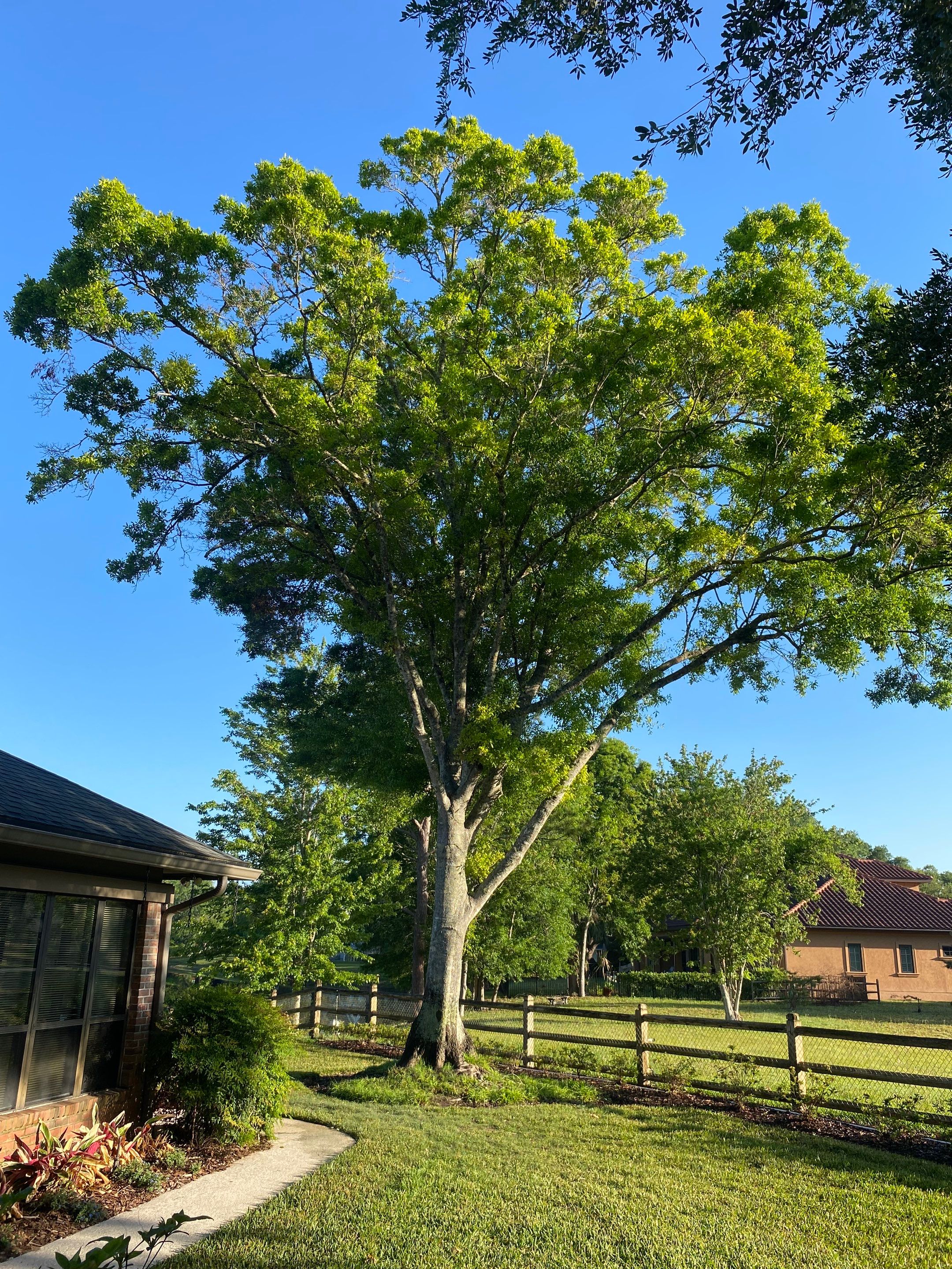 Deerwood Resident | Tree Trimming and Sod Installation) by ProGreen Services