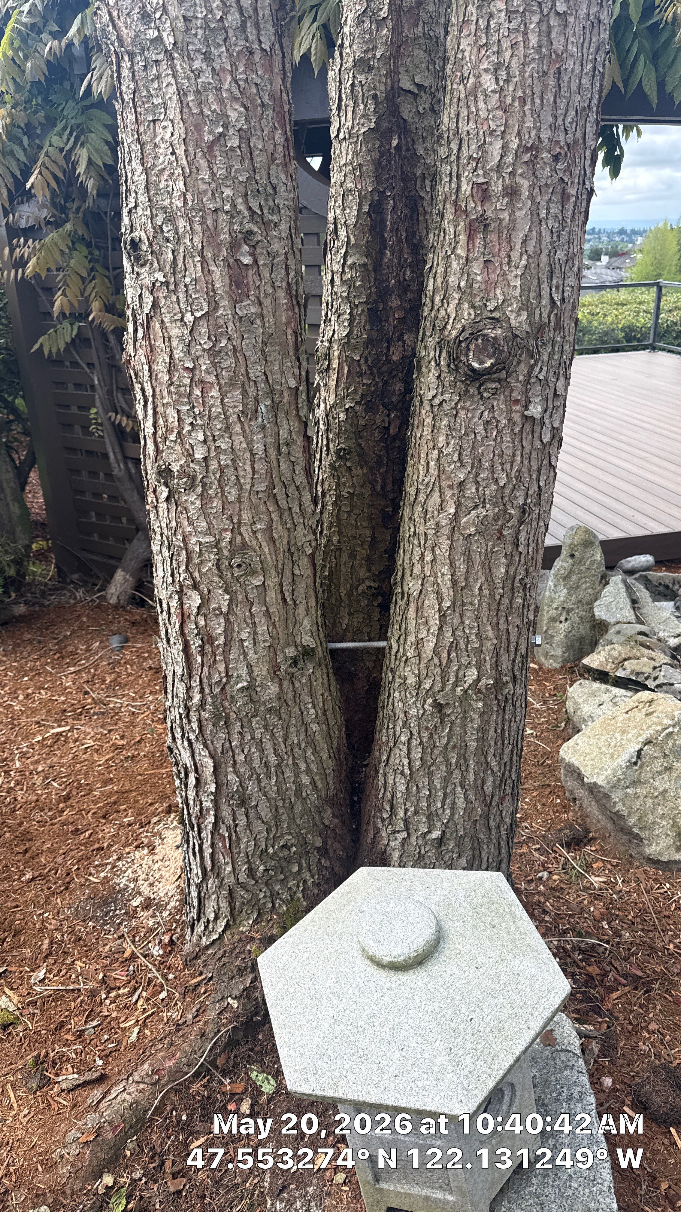 Structural Tree Cabling and Bracing Installation in Bellevue, WA by Sound Tree Care LLC