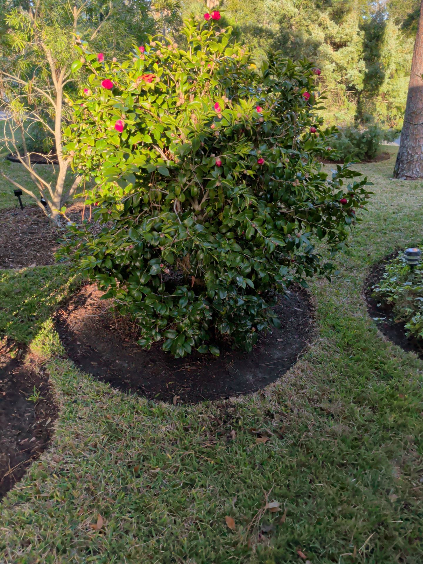 Flower Bed Cleanup & Mulch Preparation — Jacksonville Beach by Harmoni Home Services