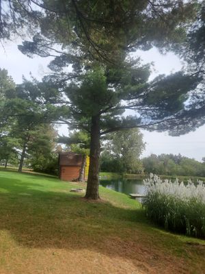 Tree Trimming using Tree Pruing