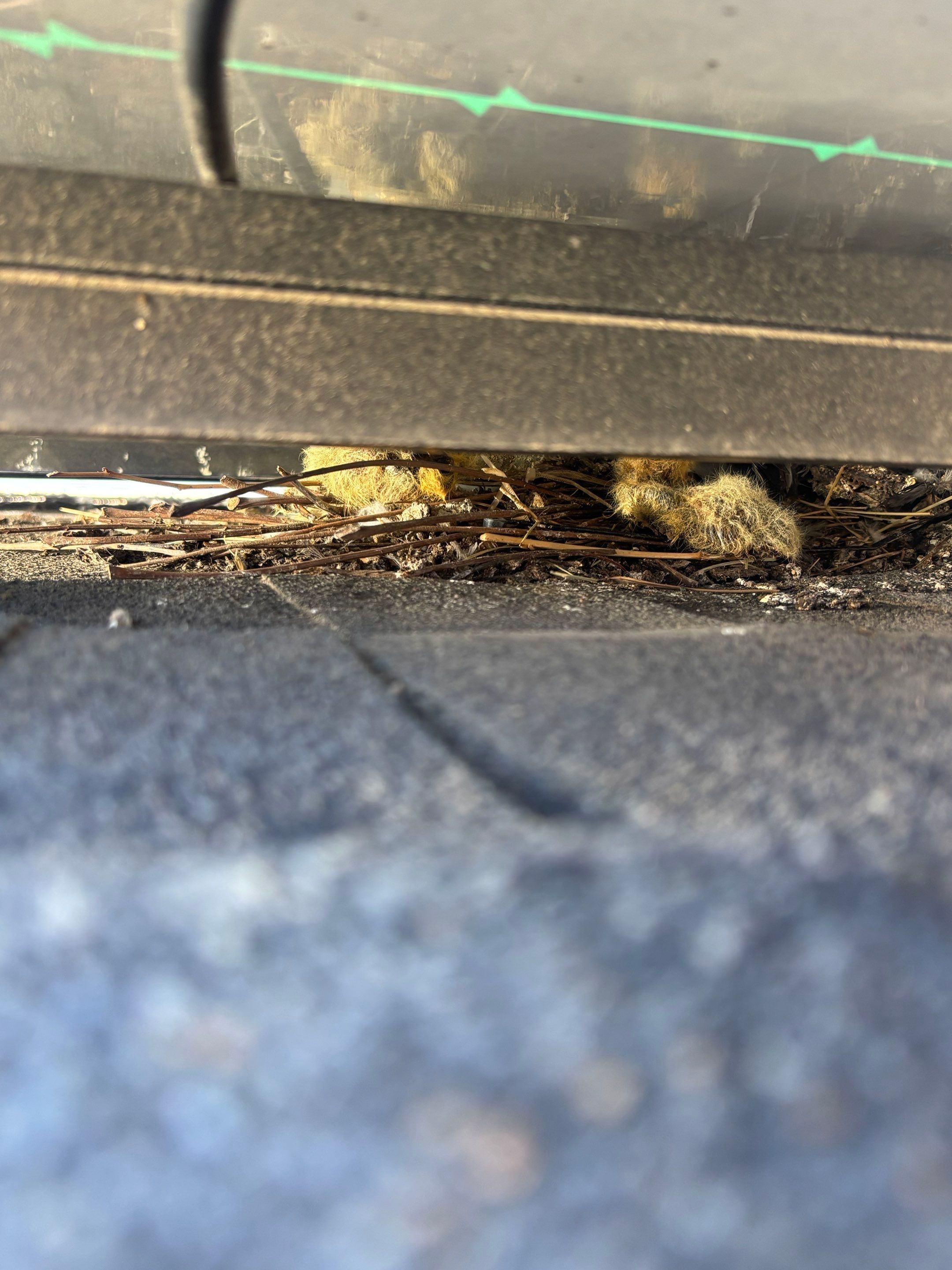 Bird Proofing by Pirate Pete’s Power Washing