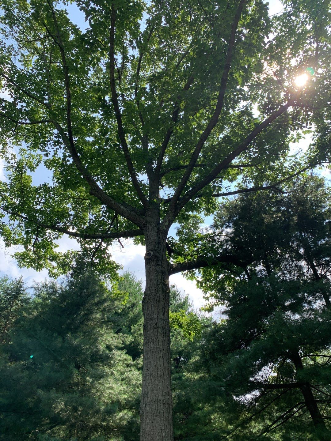 Tree Trimming & Tree Removal in Akron Ohio by Mike Jones & Sons Tree Service LLC 