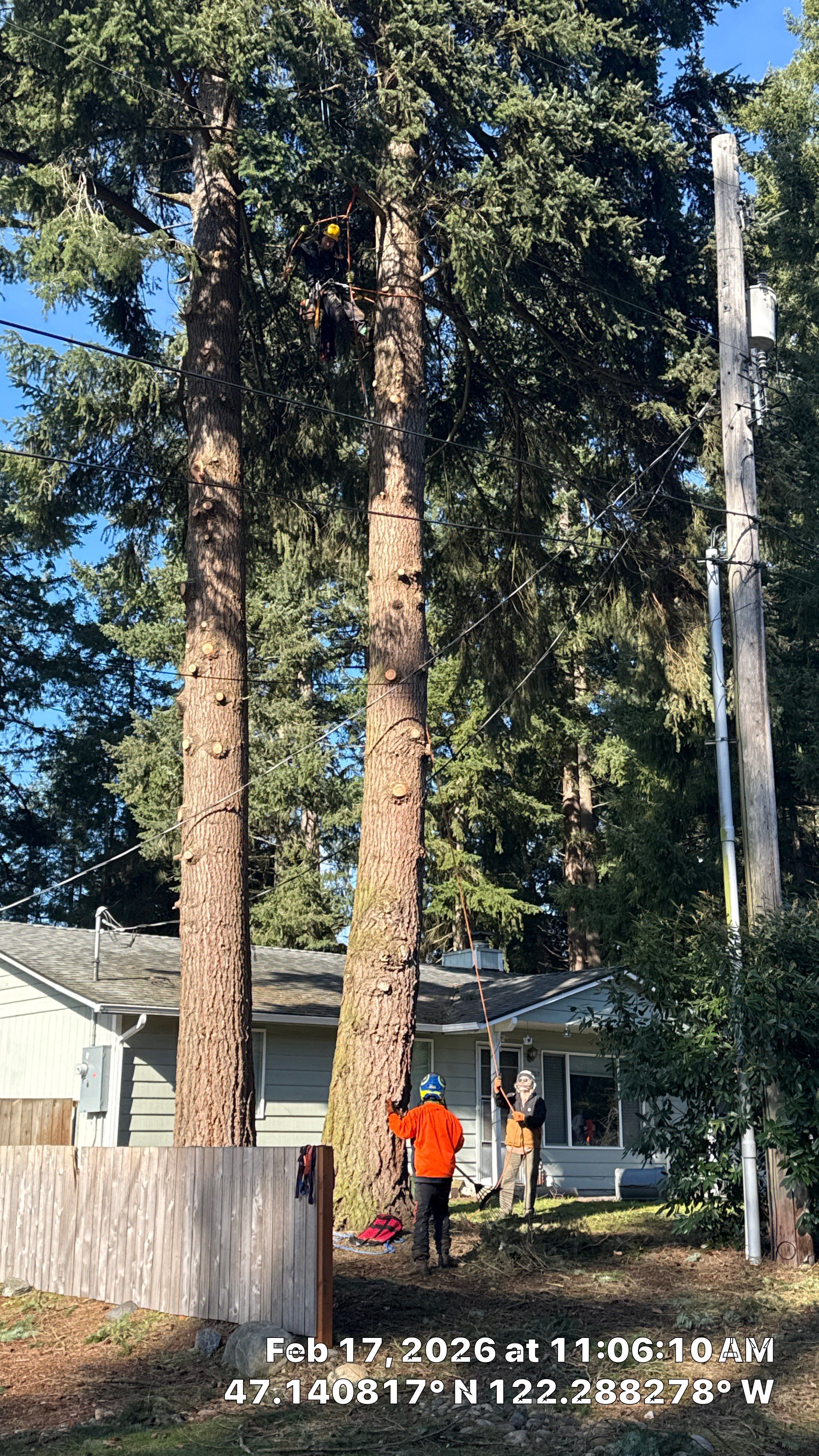 Large Fir Tree Removal Near Power Lines in Puyallup, WA by Sound Tree Care LLC