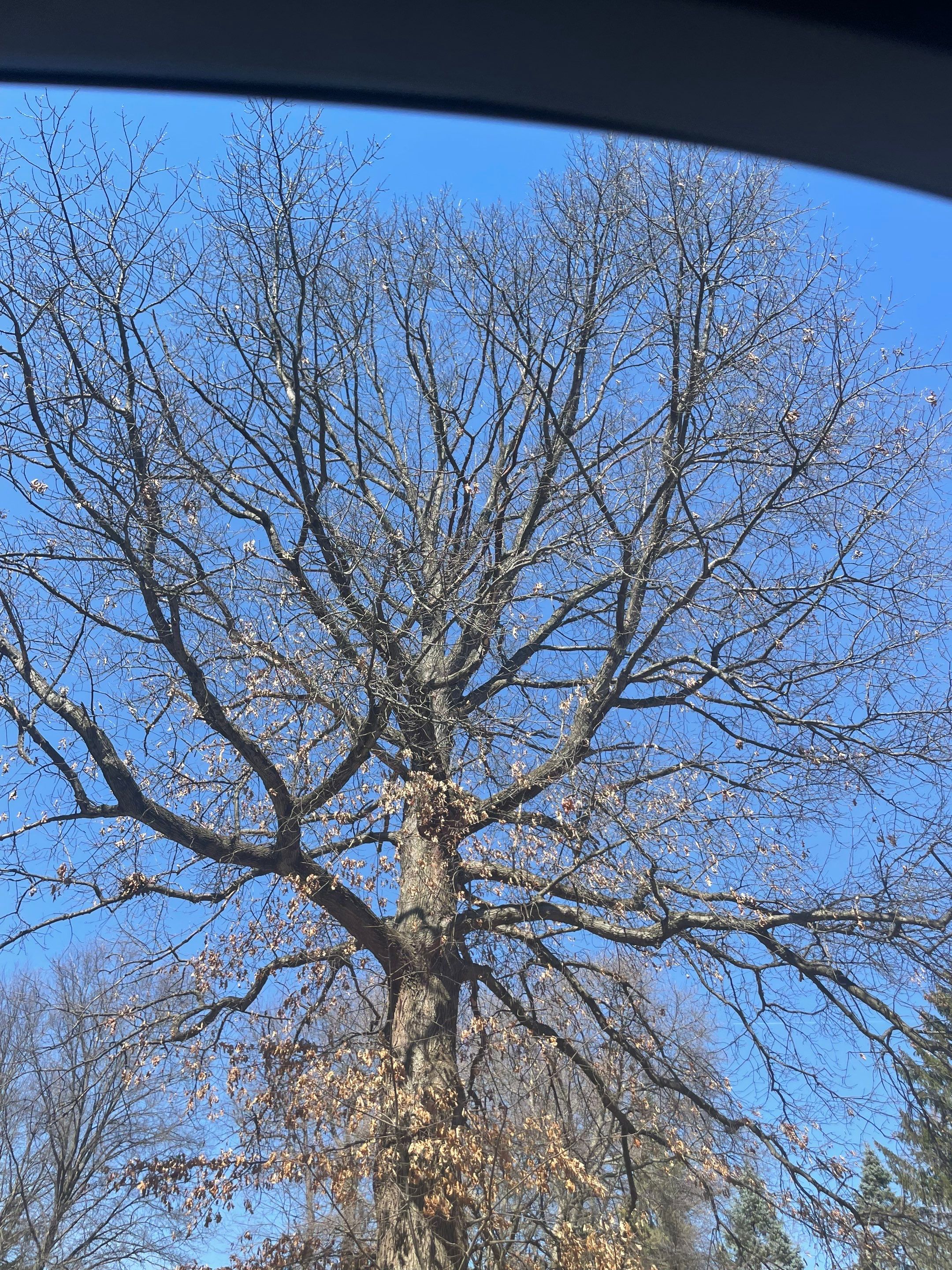 Tree Trimming using Tree Pruing by Mike Jones & Sons Tree Service LLC 