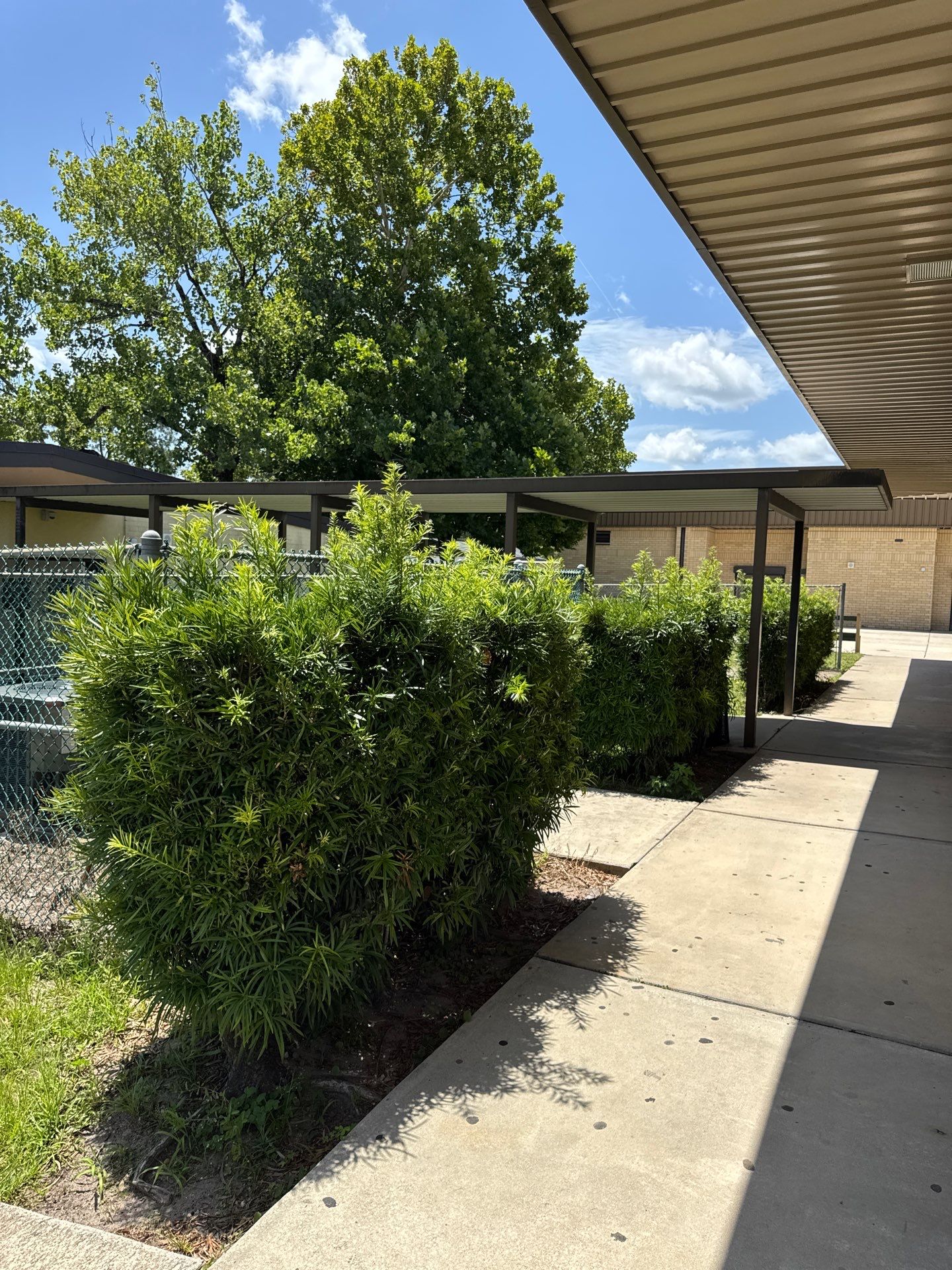 Green Cove Springs Junior High School | Landscape Refresh by ProGreen Services