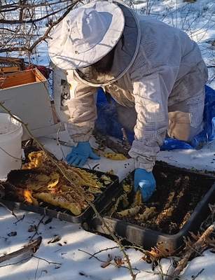 Winter Freeze Bees