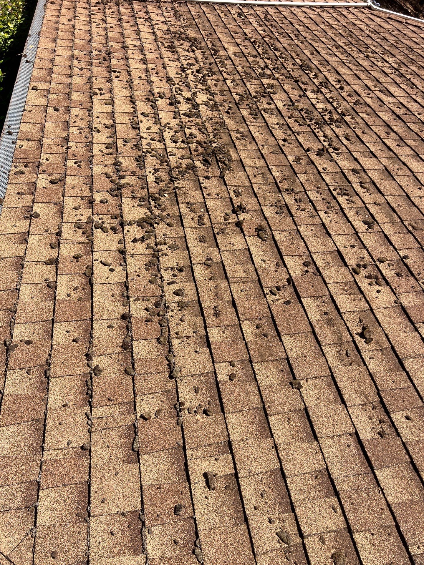 Roof Rejuvenation using Roof Maxx Treatment by Roof Maxx of Folsom