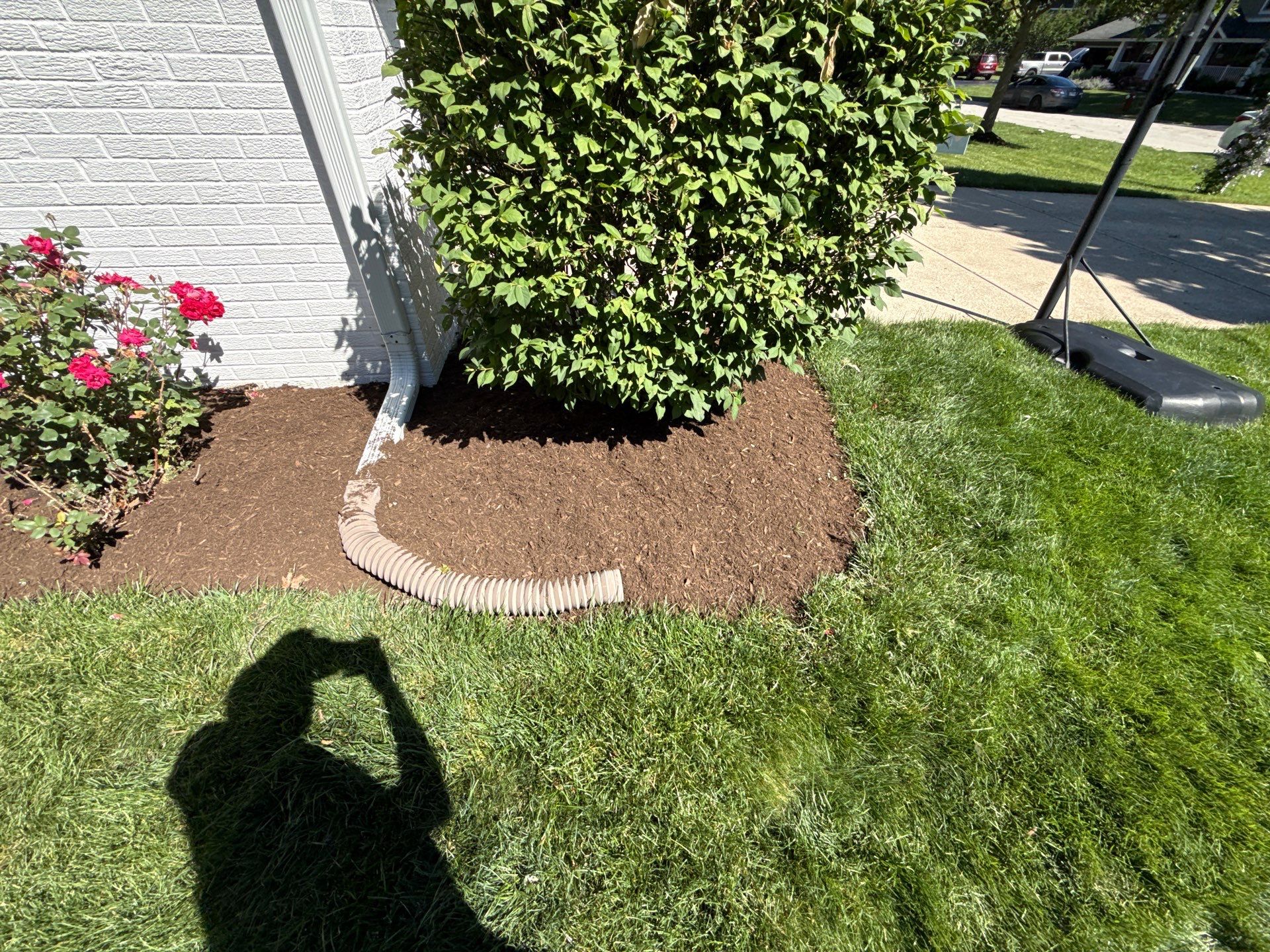 Lesley D. - Arlington Heights, IL by A&N 