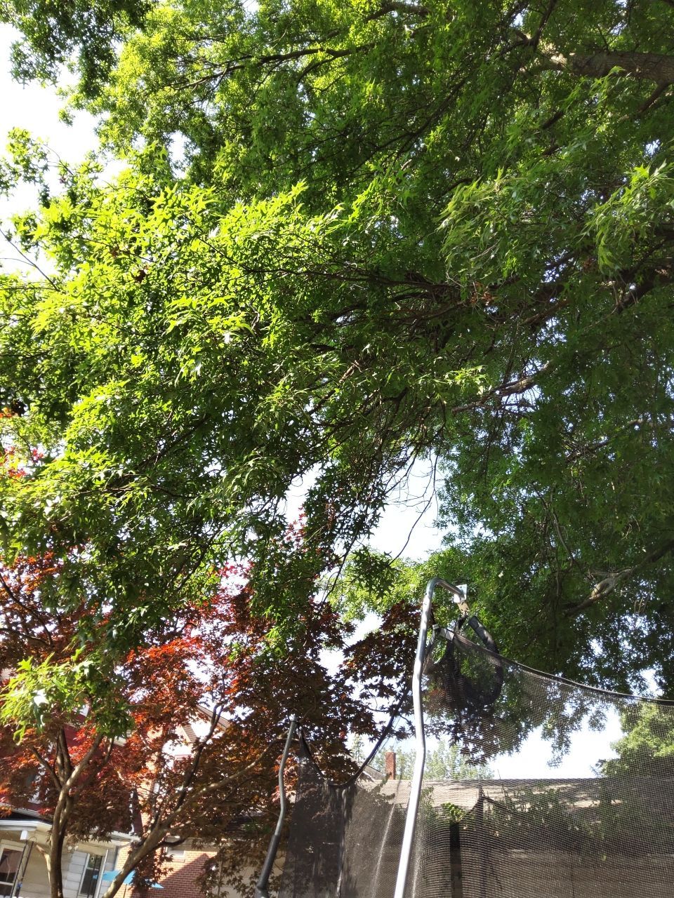 Tree Trimming using Tree Pruing by Mike Jones & Sons Tree Service LLC 