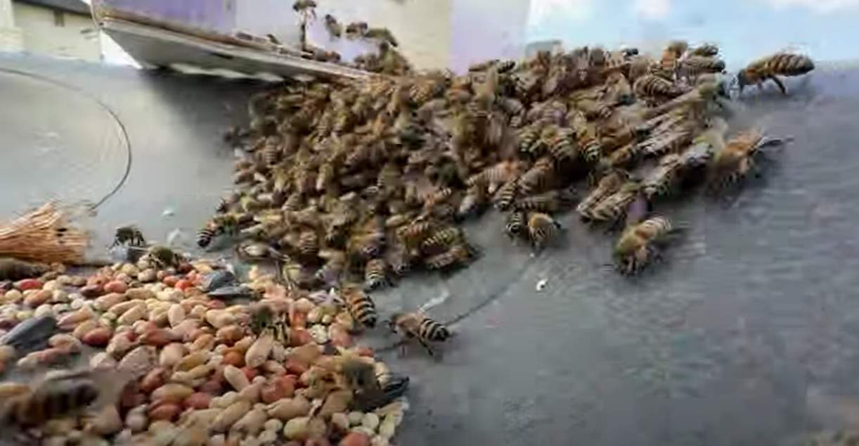 Fountain Swarm by Rockwall Honey Bee Company