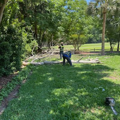 Deerwood Resident | Tree Removal