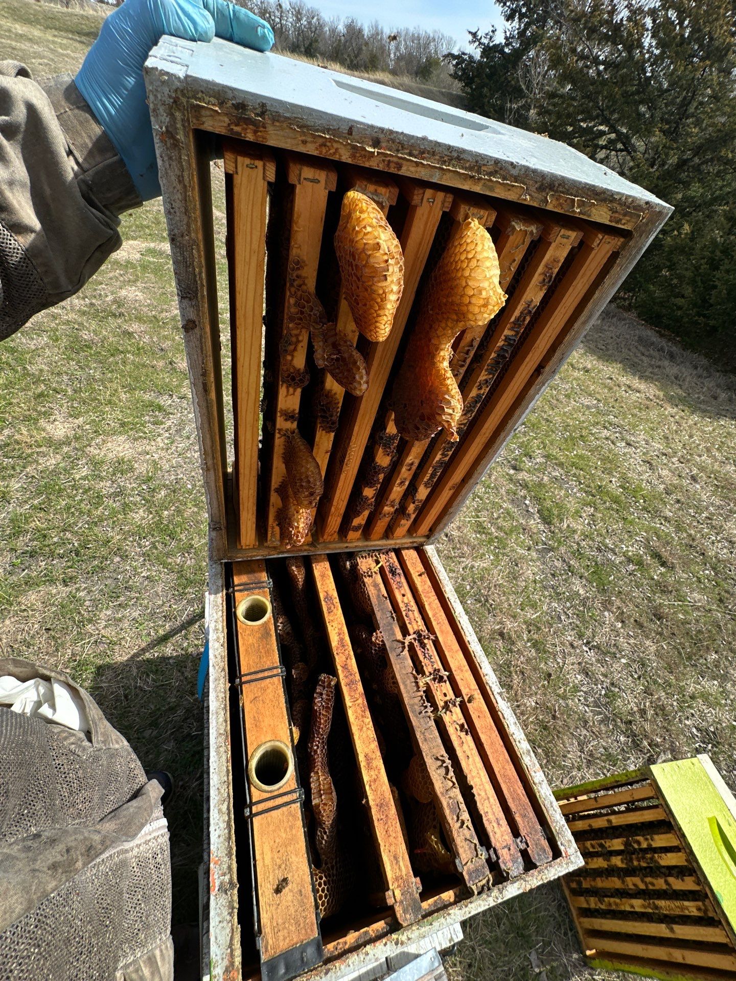 Bees for Ag. Exemption in Heath by Rockwall Honey Bee Company