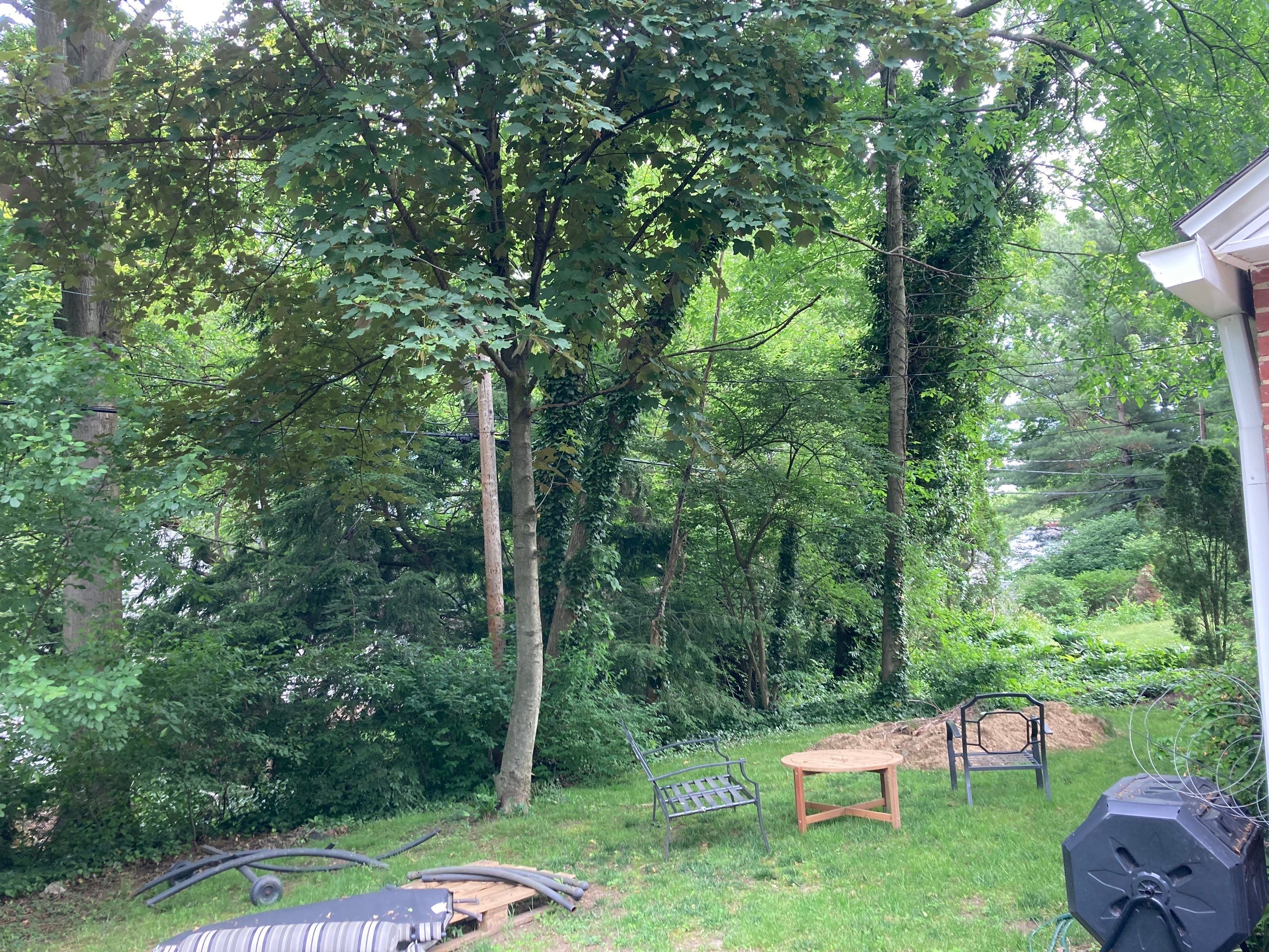 Tree Removal using Tree Removal by Mike Jones & Sons Tree Service LLC 
