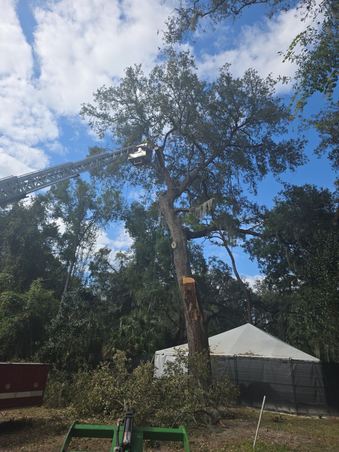 Episcopal | Large Tree Removal by ProGreen Services