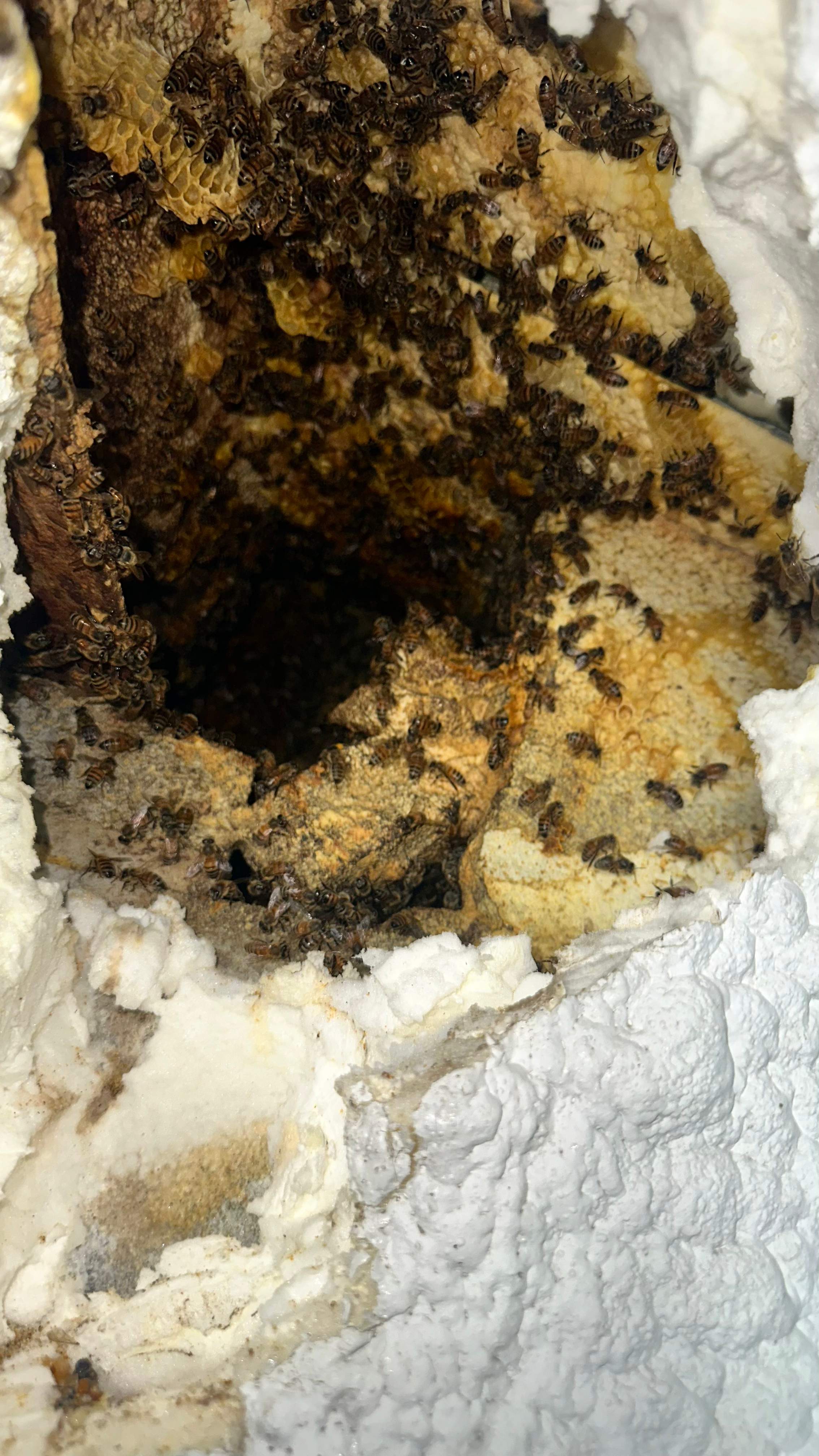 Art Gallery by Rockwall Honey Bee Company