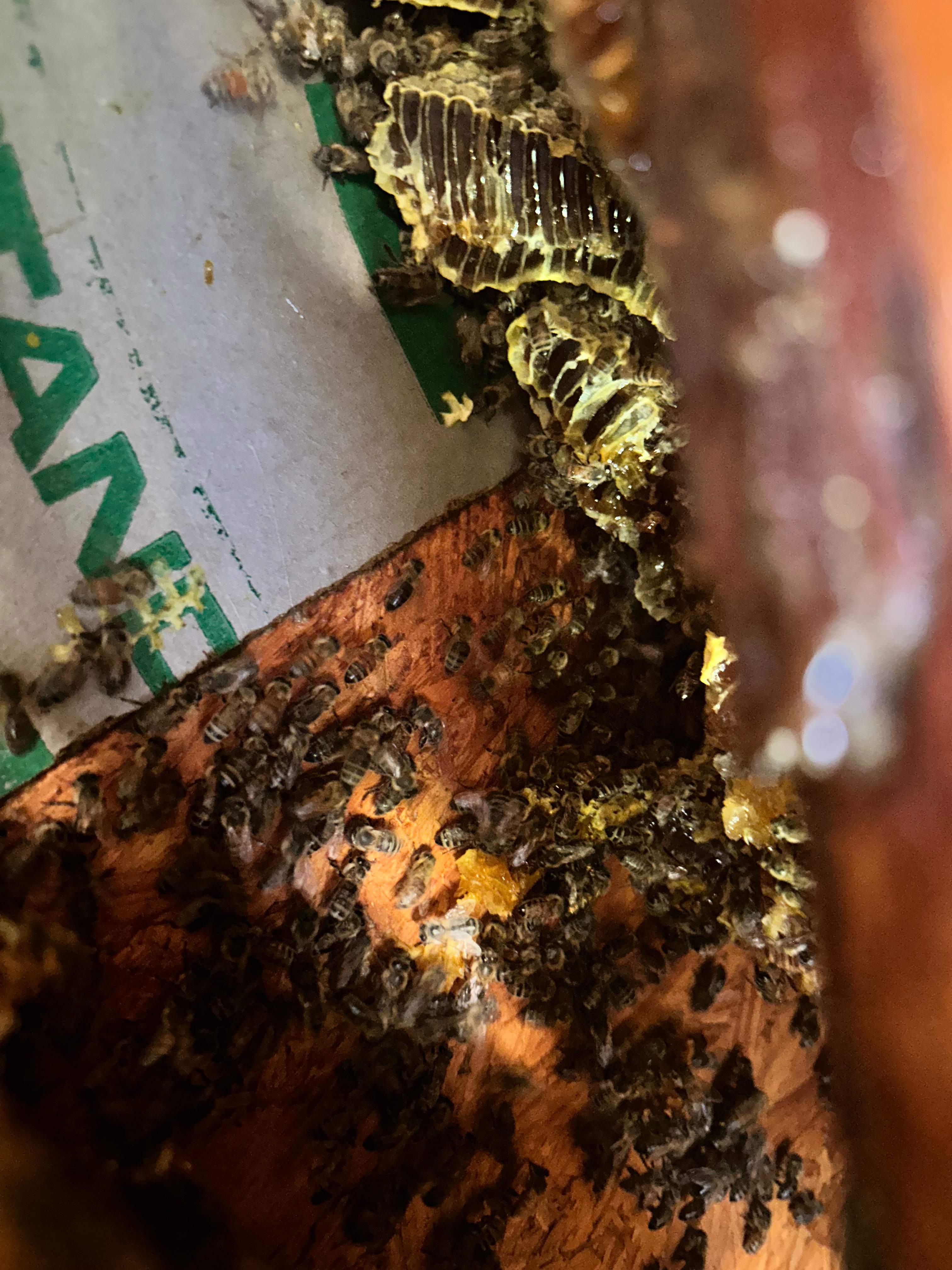 High Bees by Rockwall Honey Bee Company