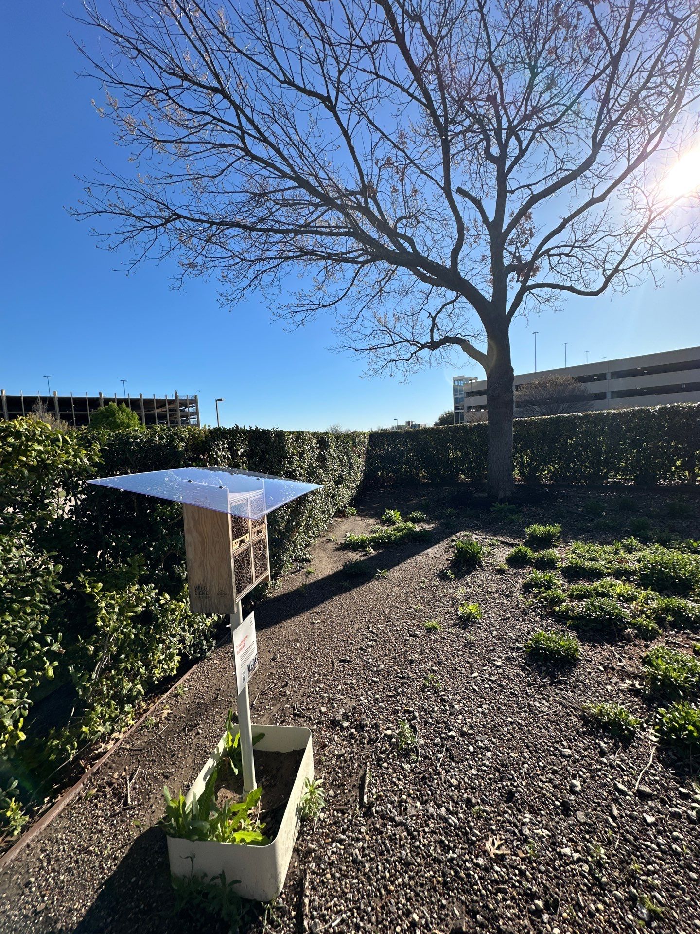 Richdardson Corporate Bees by Rockwall Honey Bee Company