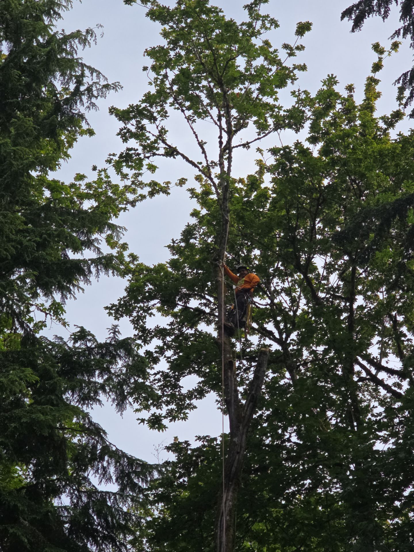 Kent Tree Removals – Safe, Efficient, and Professional by Sound Tree Care LLC