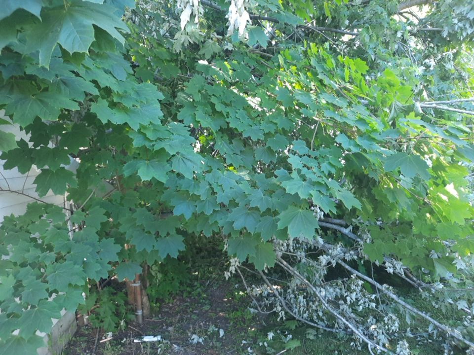 Storm Damaged Tree Removal  using Tree Removal by Mike Jones & Sons Tree Service LLC 