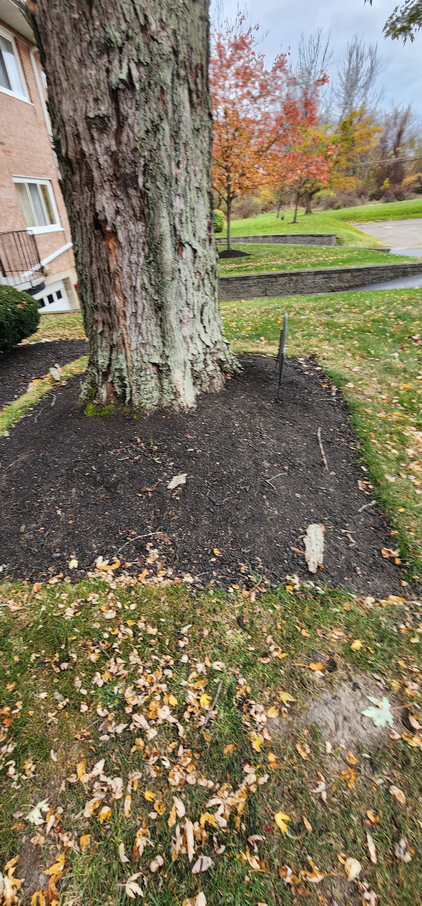 Emergency Job: Removal of Branch by Treeman Tom LLC