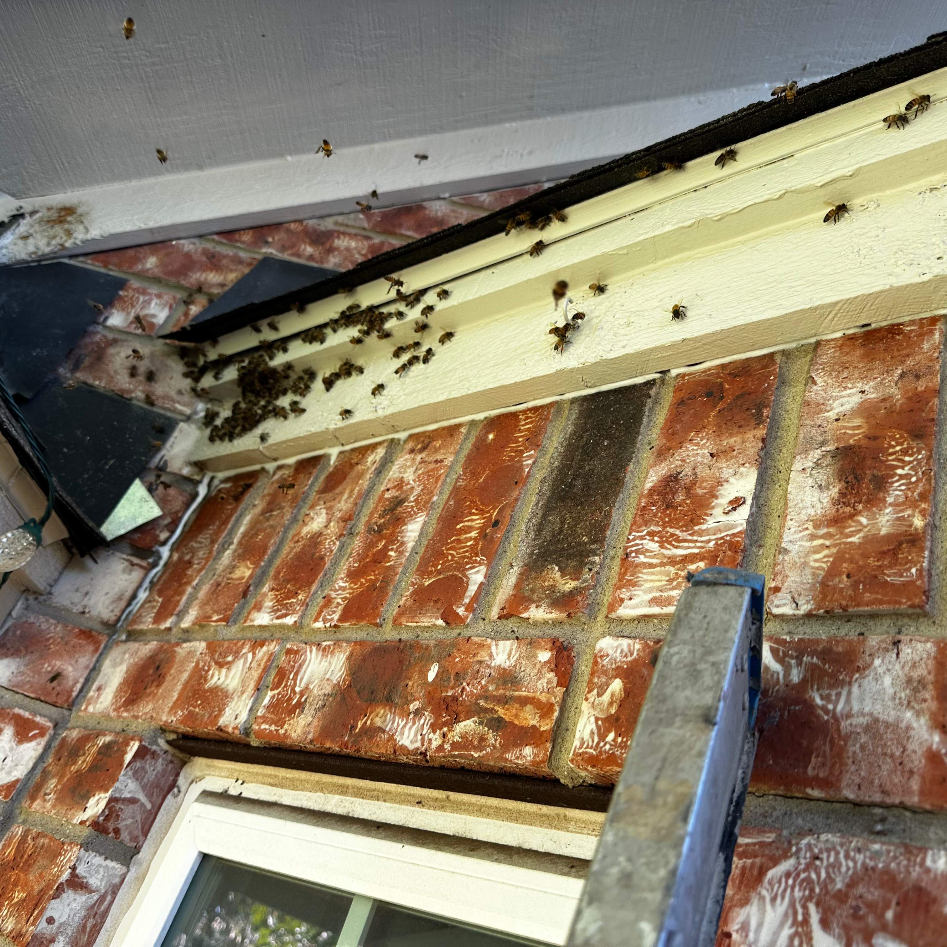 Ceiling, not Wall by Rockwall Honey Bee Company