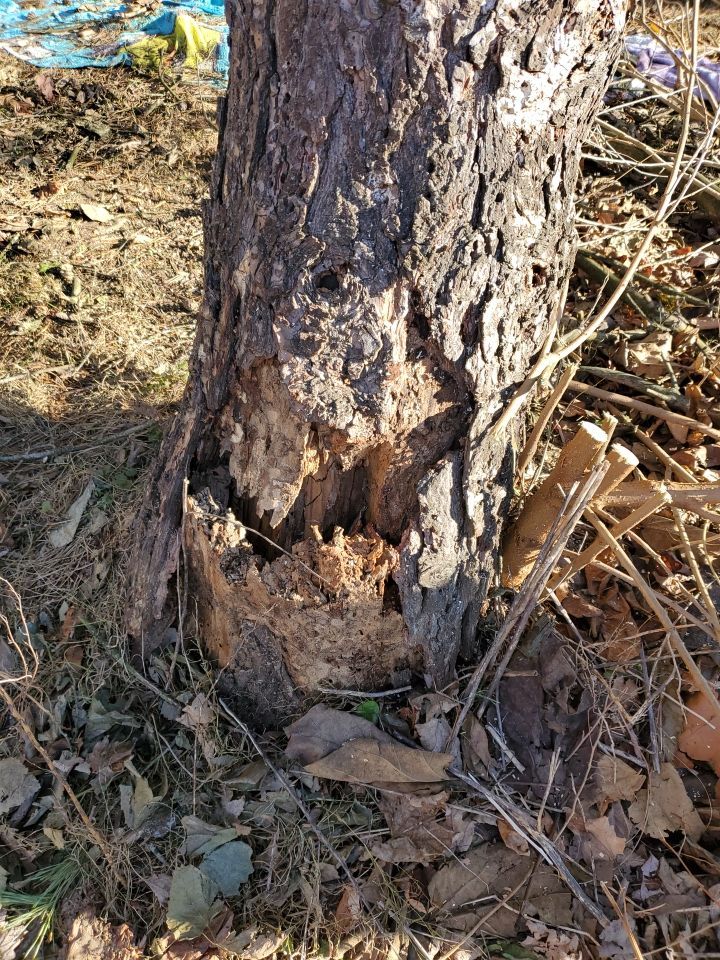 Storm Damaged Tree Removal  using Tree Removal by Mike Jones & Sons Tree Service LLC 