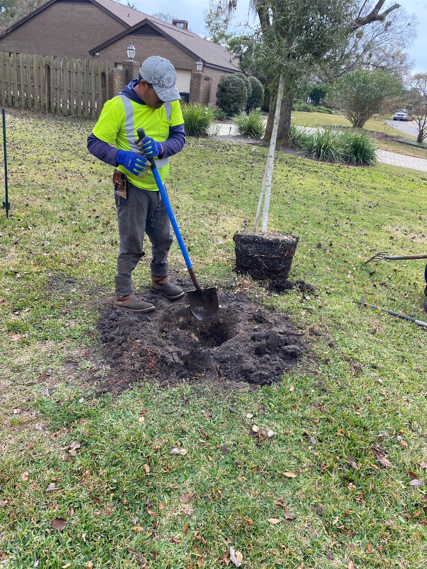 Deerwood | Live Oak Planting Project  by ProGreen Services