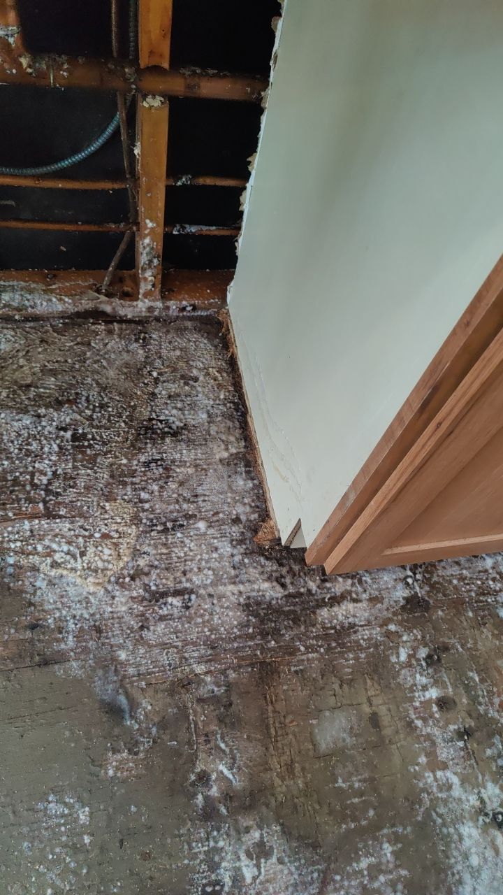 Mold Damage by Accountable Home Services