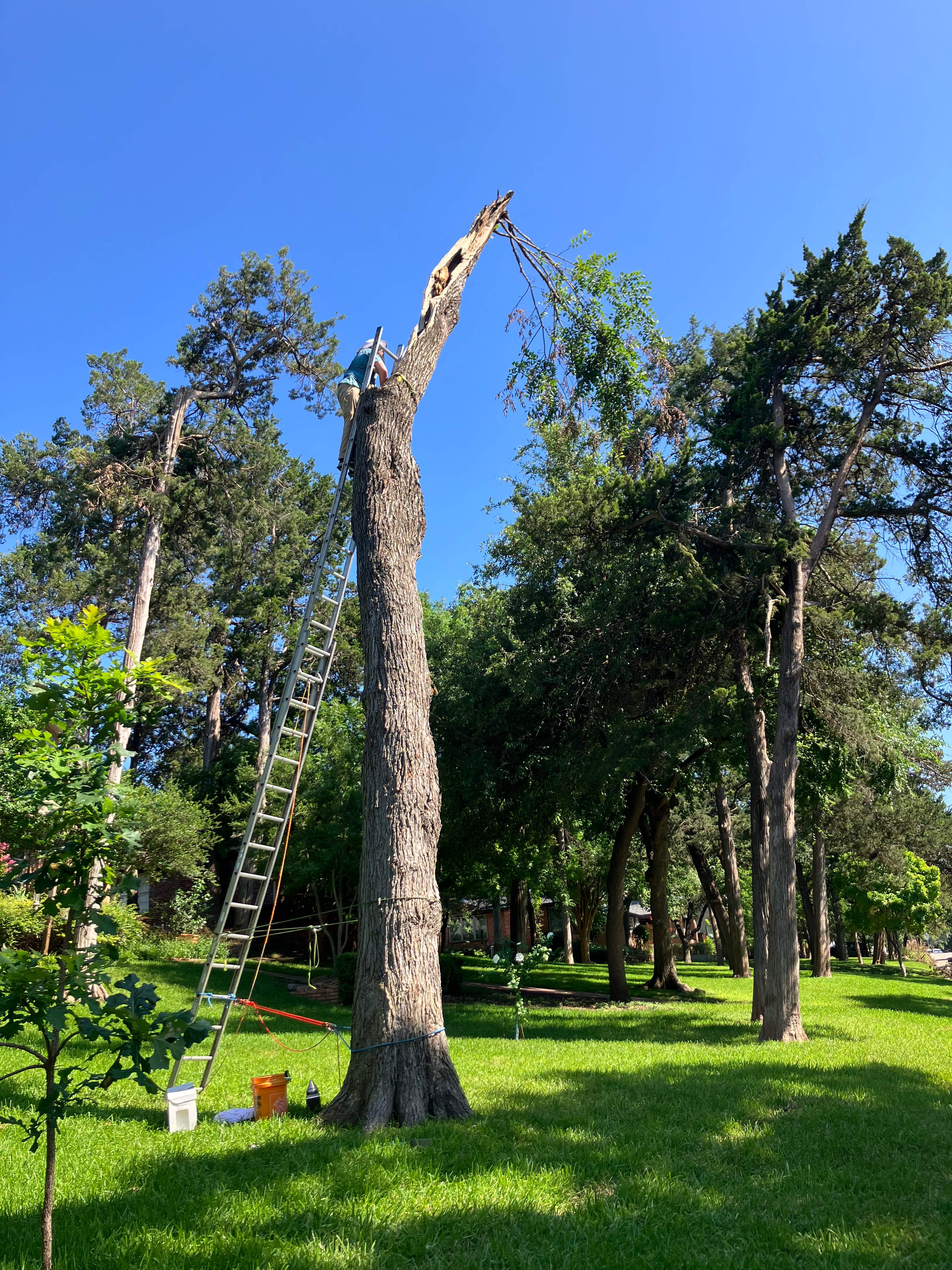 Canopy-less Tree by Rockwall Honey Bee Company