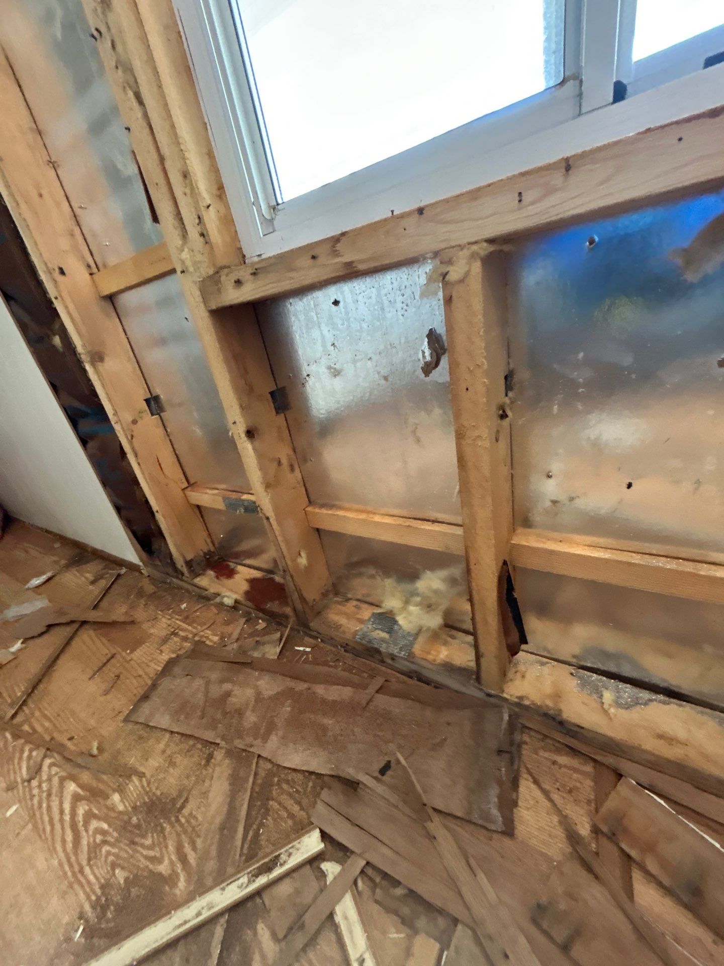 Mold Remediation Bradenton by Ampm Restoration Services 