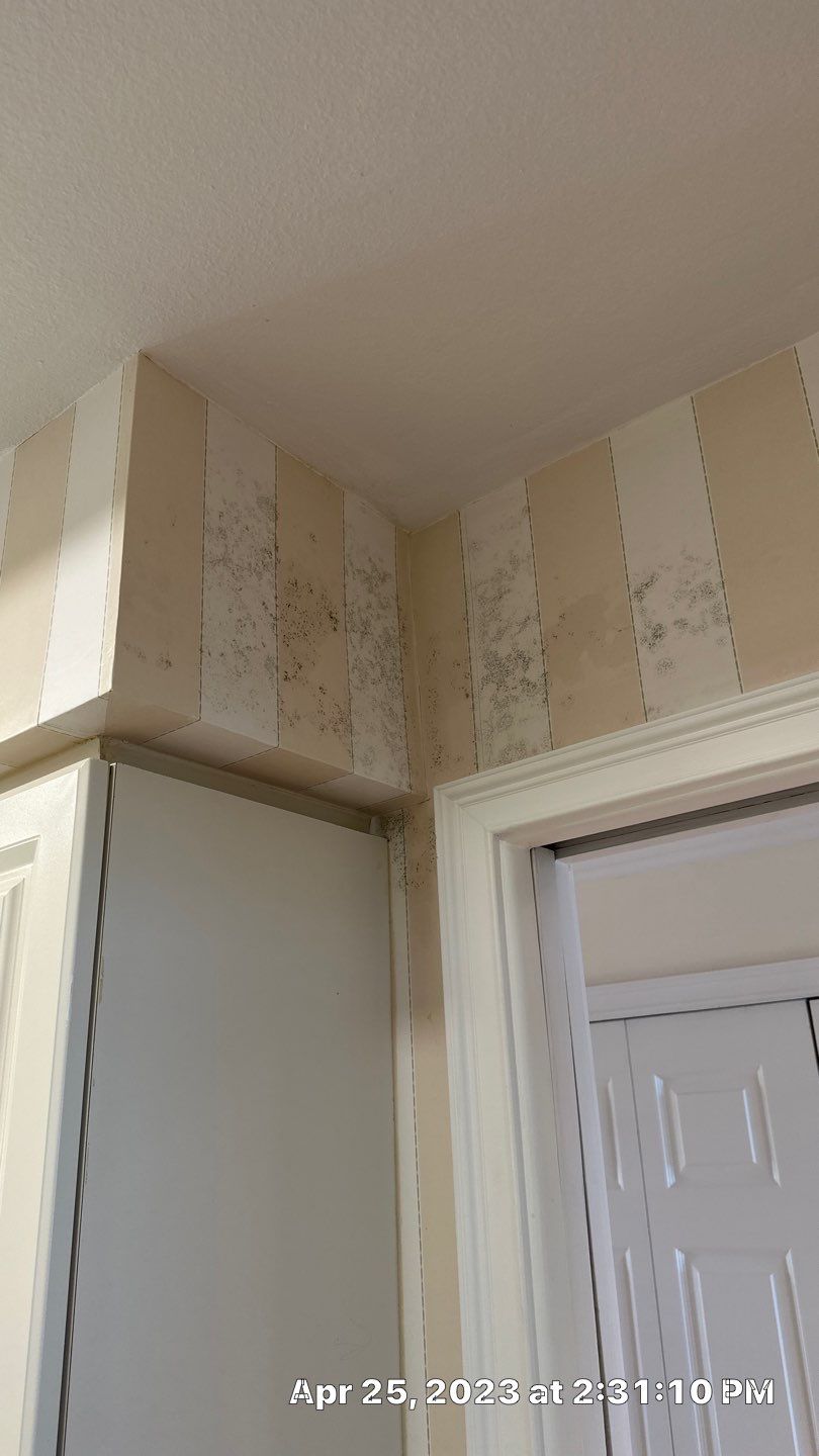 Humidity Bloom that caused mold to Grow by Building performance Solutions LLC