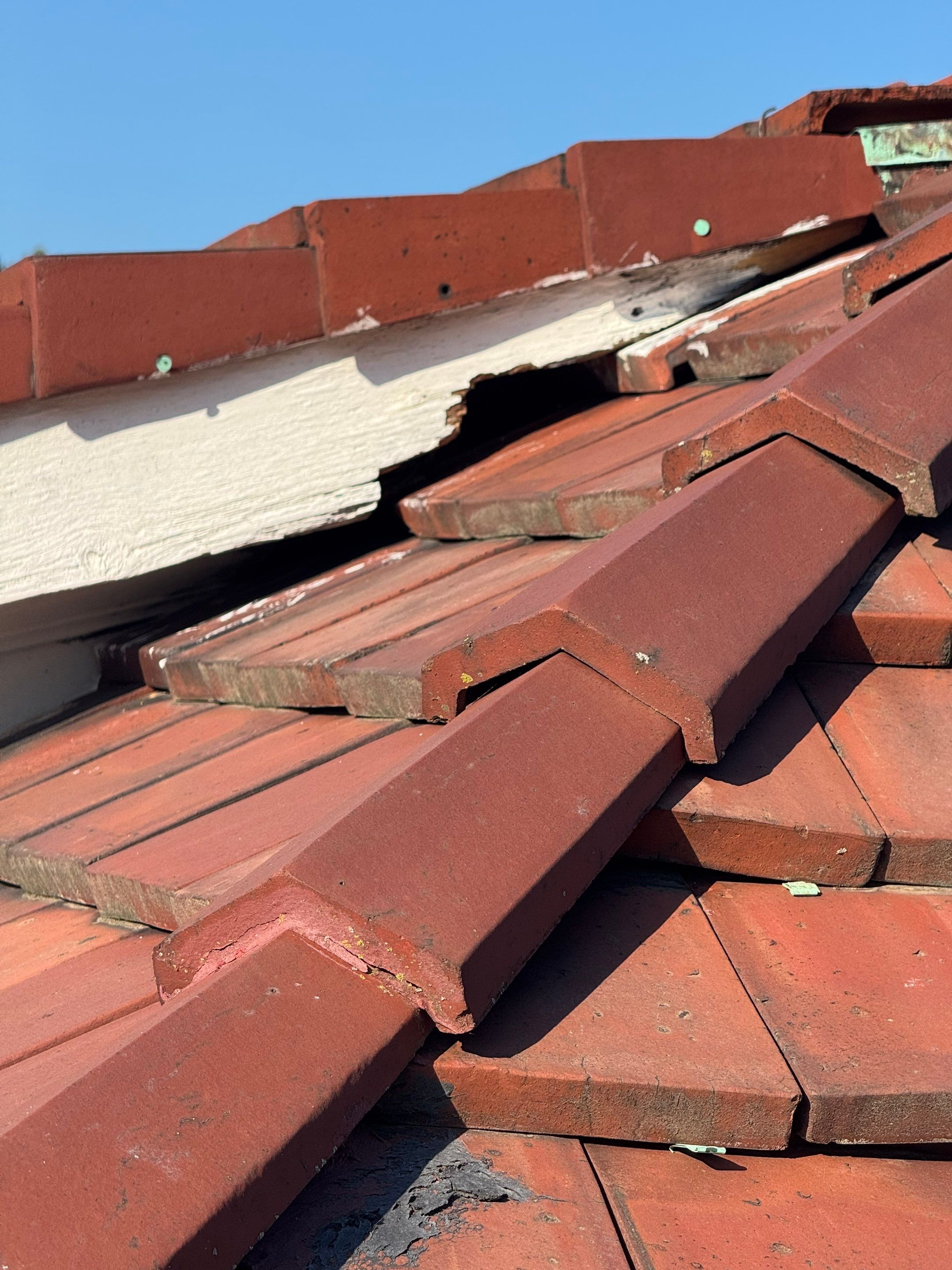 Squirrel trapping on a roof by NYC Extermination LLC