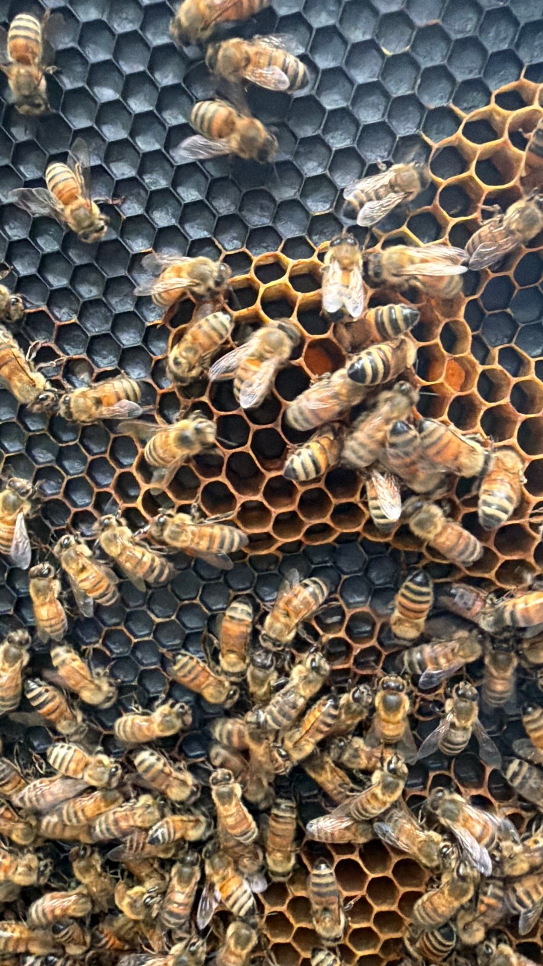 Project in Terrell, TX by Rockwall Honey Bee Company