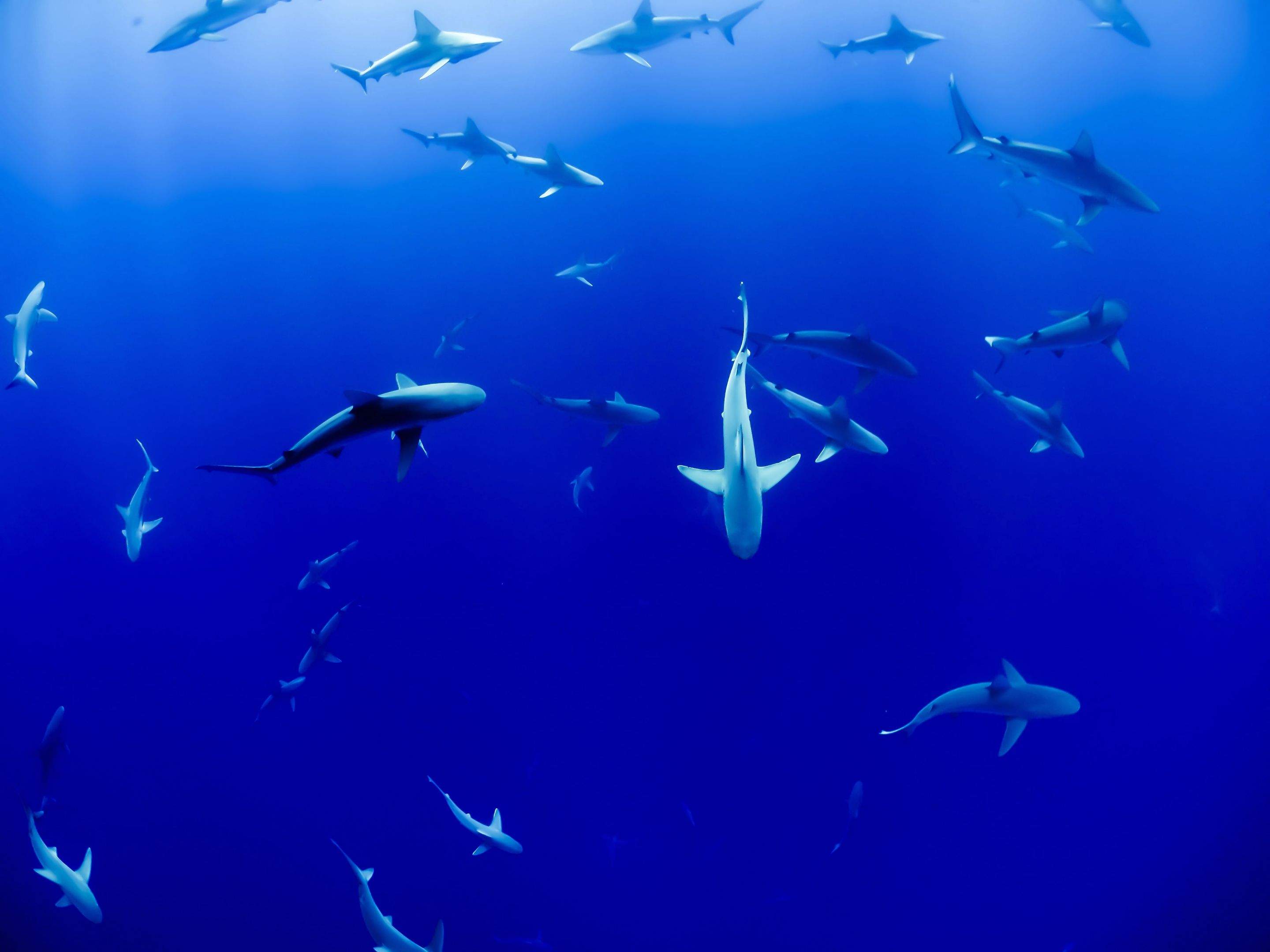Sharks!!! by CompanyCam