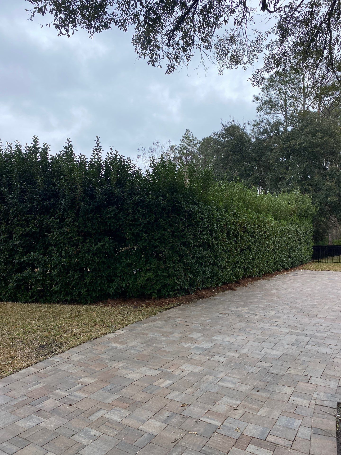 Residential | Hedge Trimming by ProGreen Services