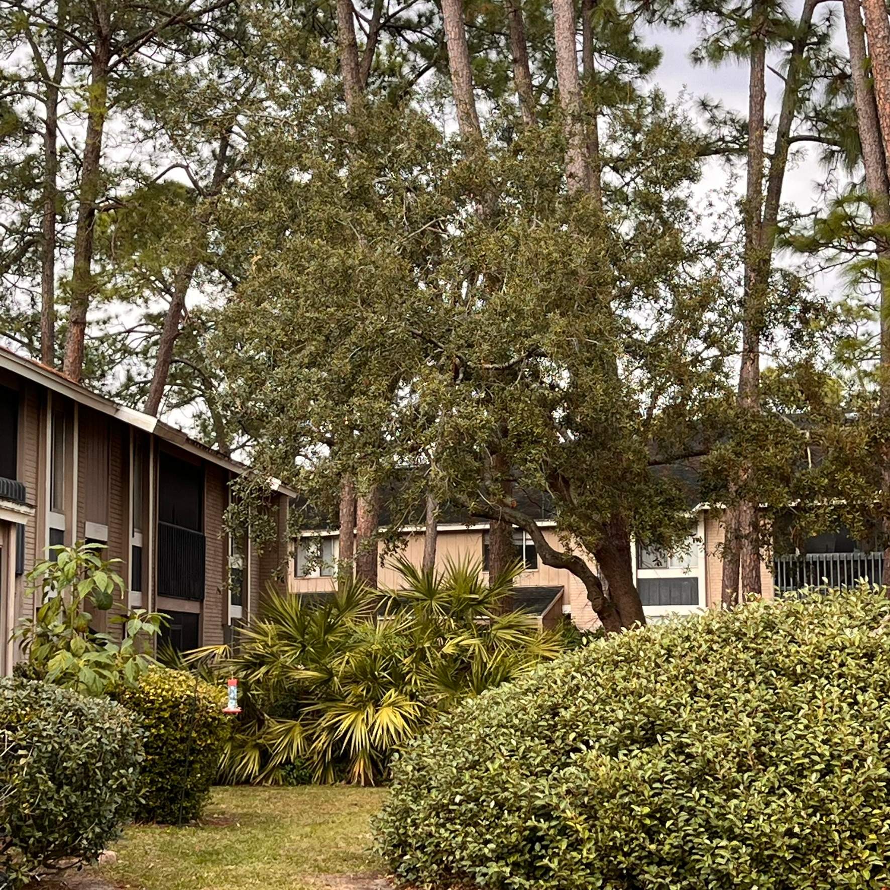 Tree Trimming | Preserve at San Jose by ProGreen Services