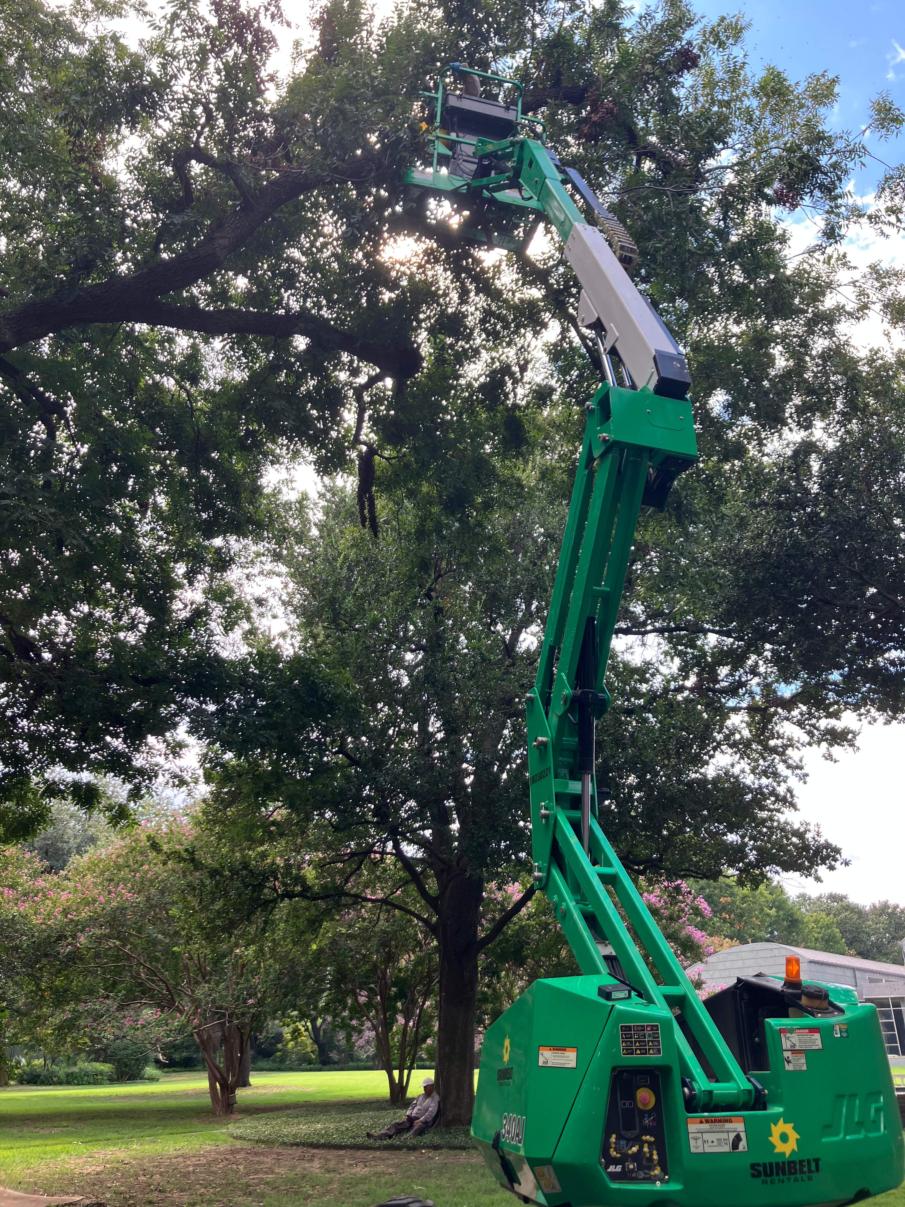 Open-Air Massive Colony by Rockwall Honey Bee Company
