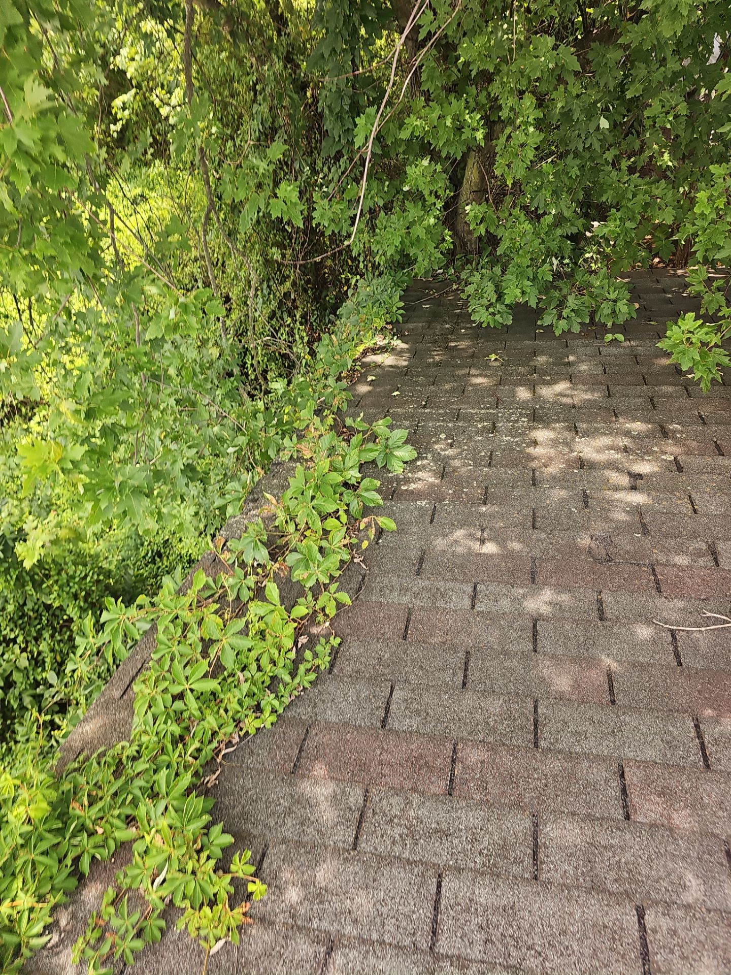 Roof Replacement by Winchester Roofing