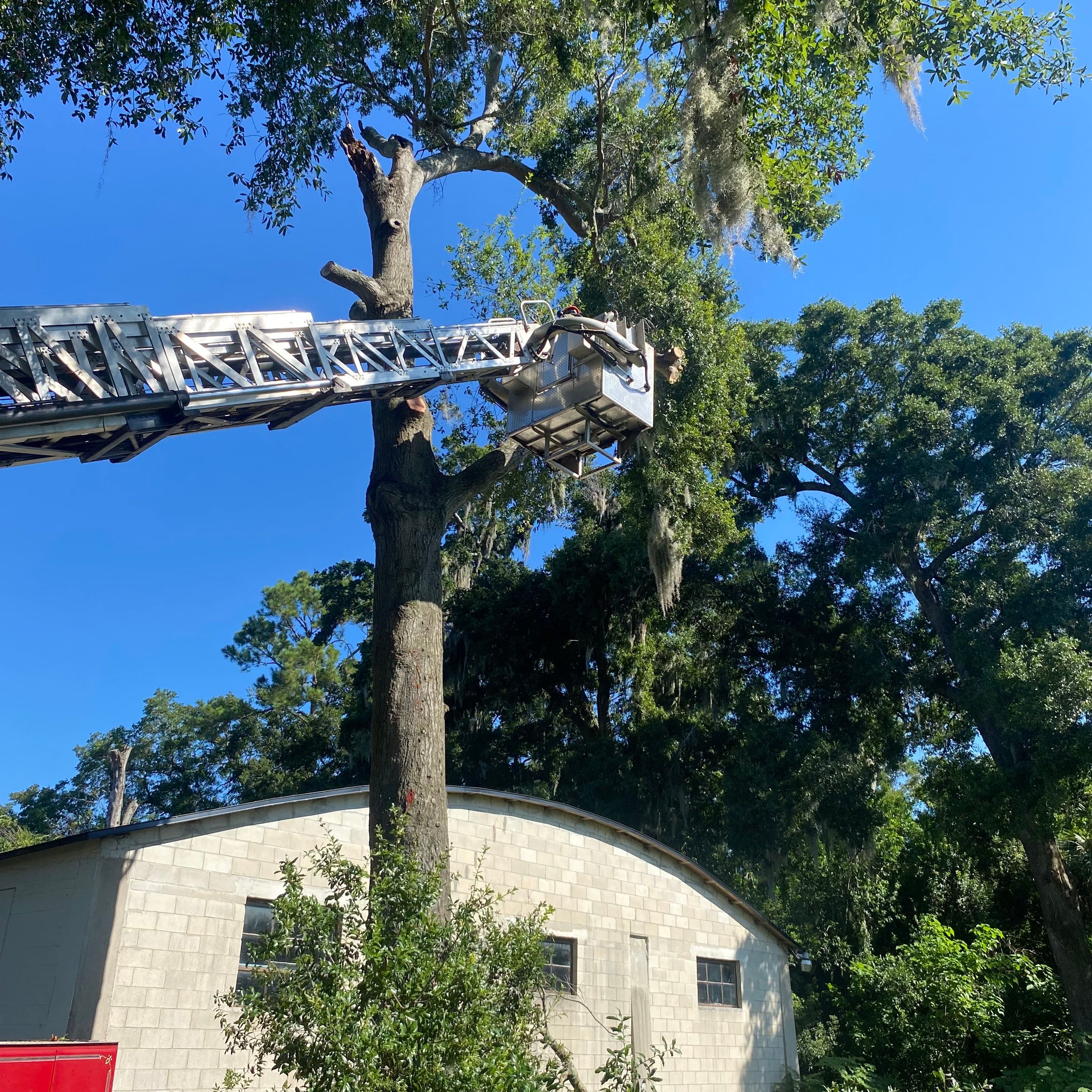 Commercial Property | Clean Up & Tree Removal by ProGreen Services