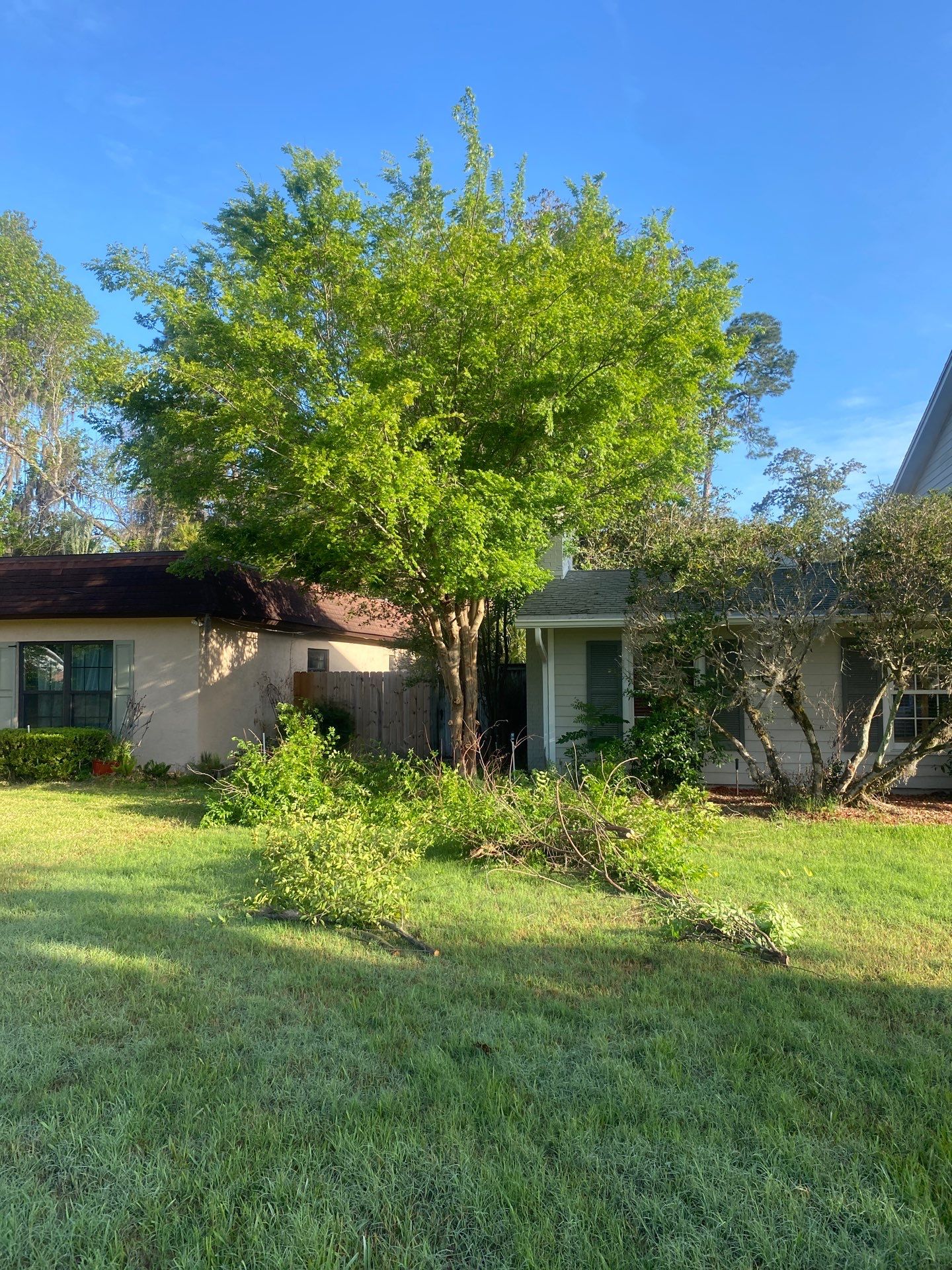 Residential | Tree Removal & Trimming by ProGreen Services