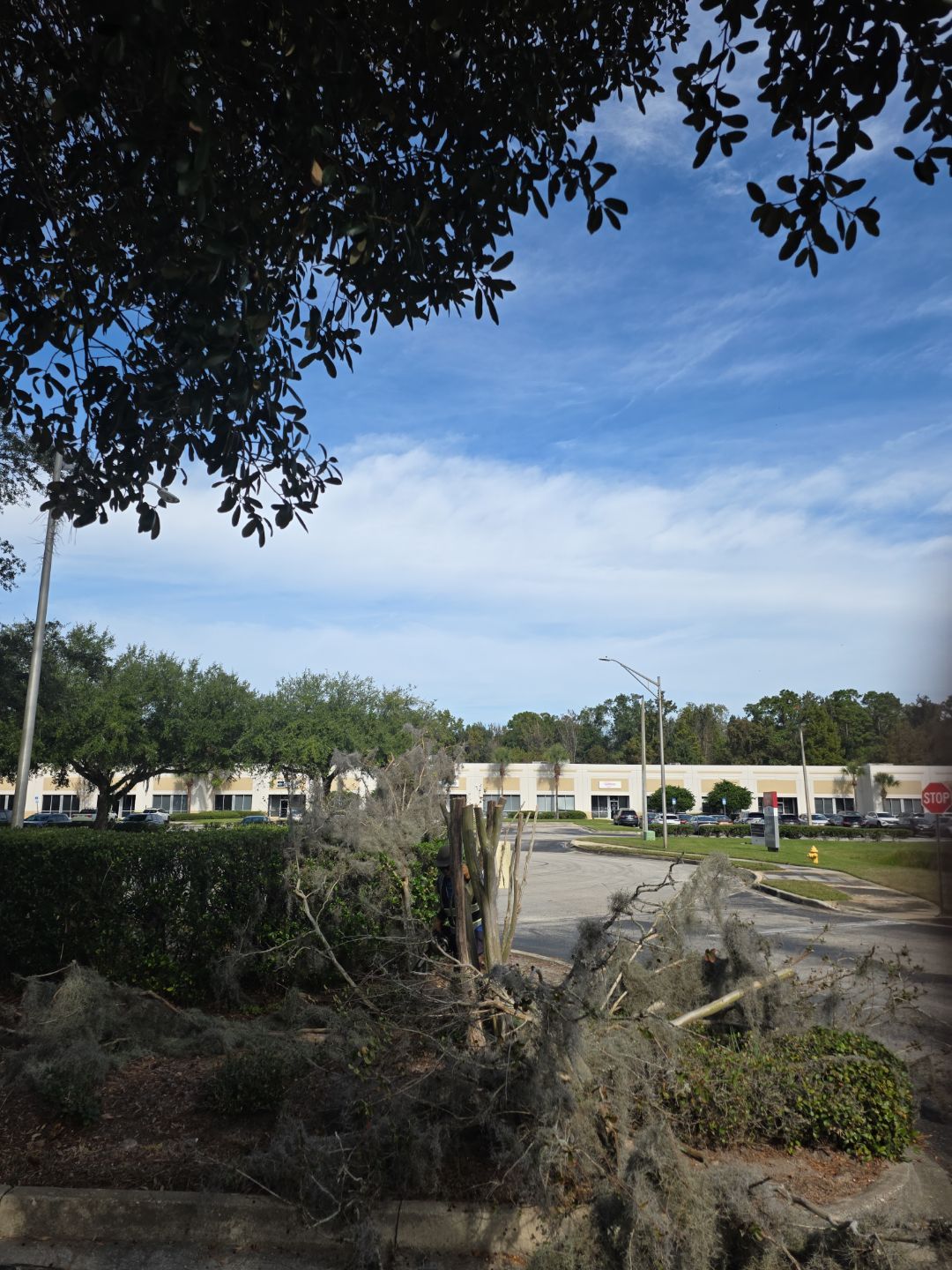 Tree & Palm Trimming | Commercial Property by ProGreen Services