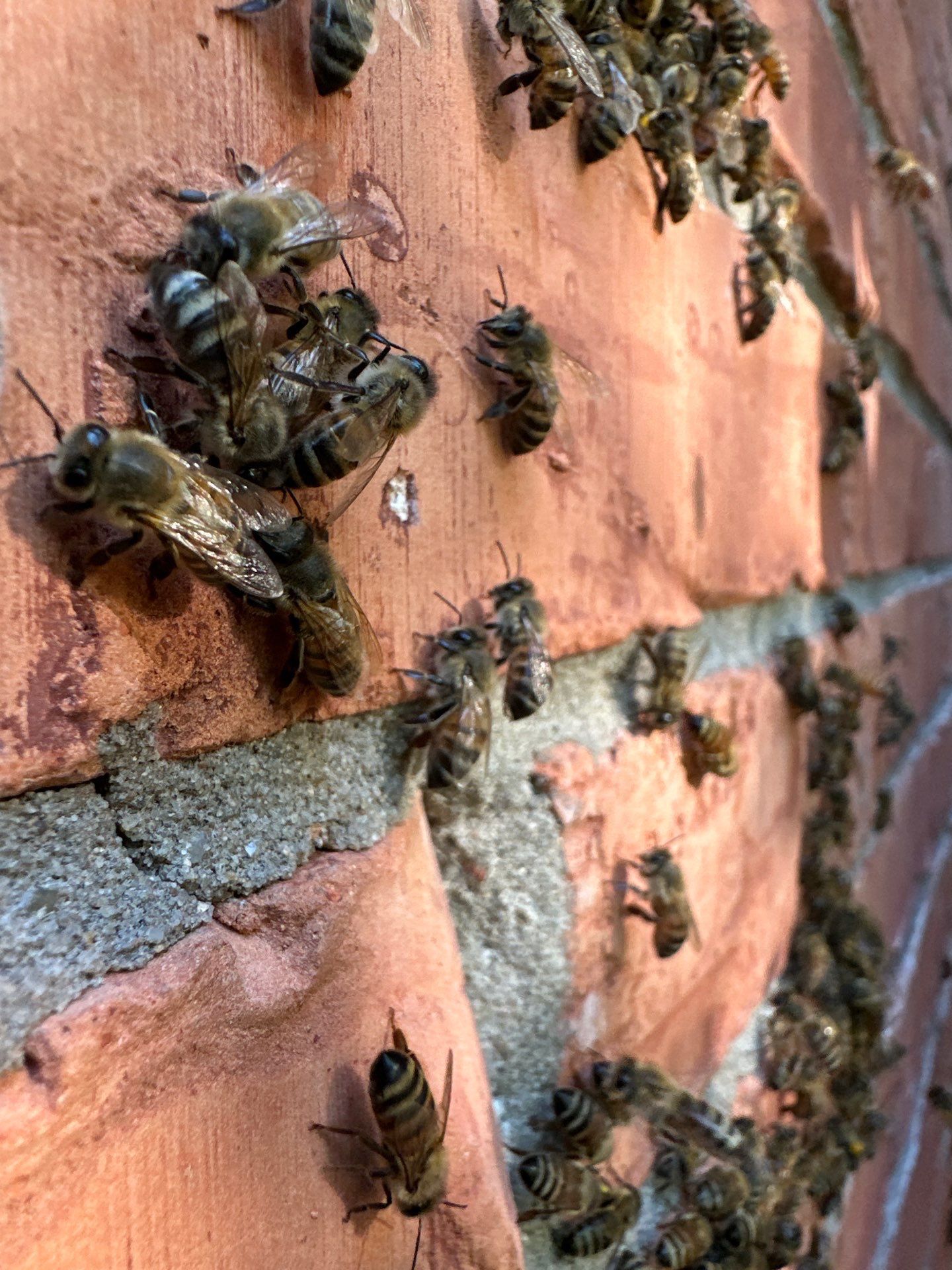 Bees Behind Bricks by Rockwall Honey Bee Company