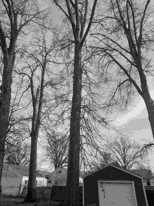 Tree Trimming using Tree Pruing by Mike Jones & Sons Tree Service LLC 