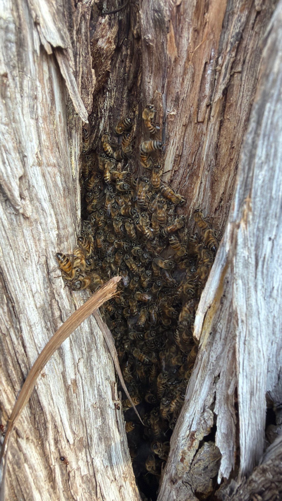 Cavern-Crack Tree Bees by Rockwall Honey Bee Company