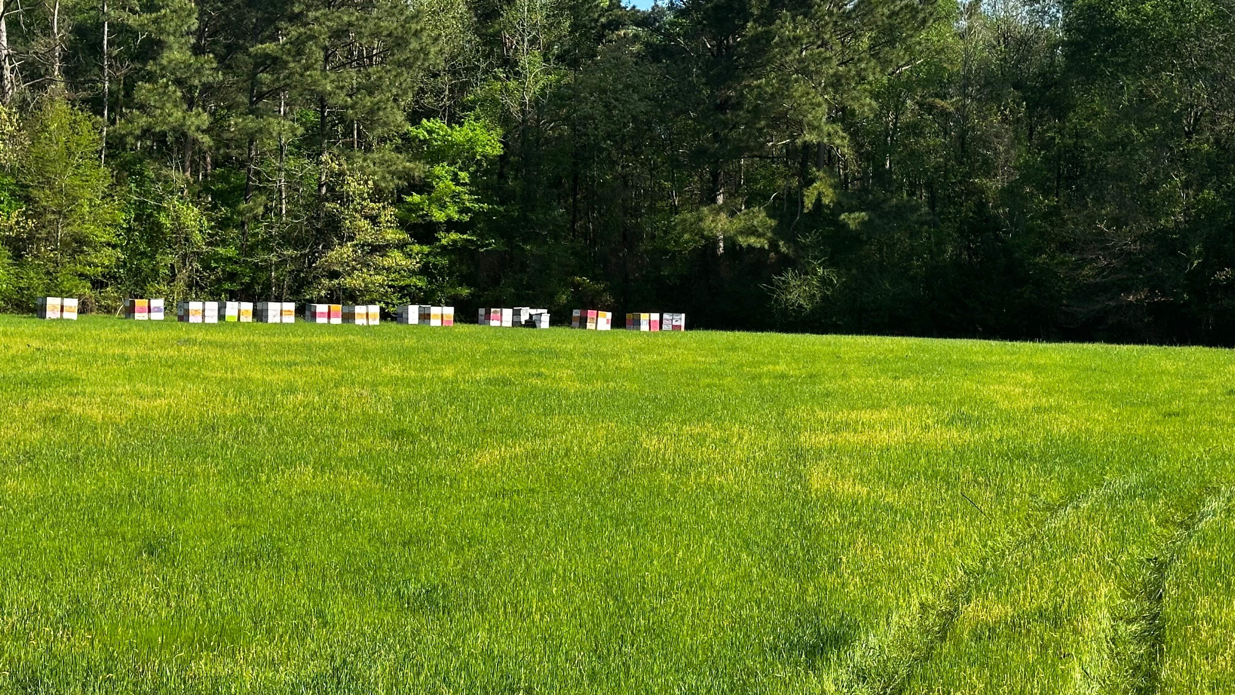 Traylor's Hay Meadow Apiary by Rockwall Honey Bee Company